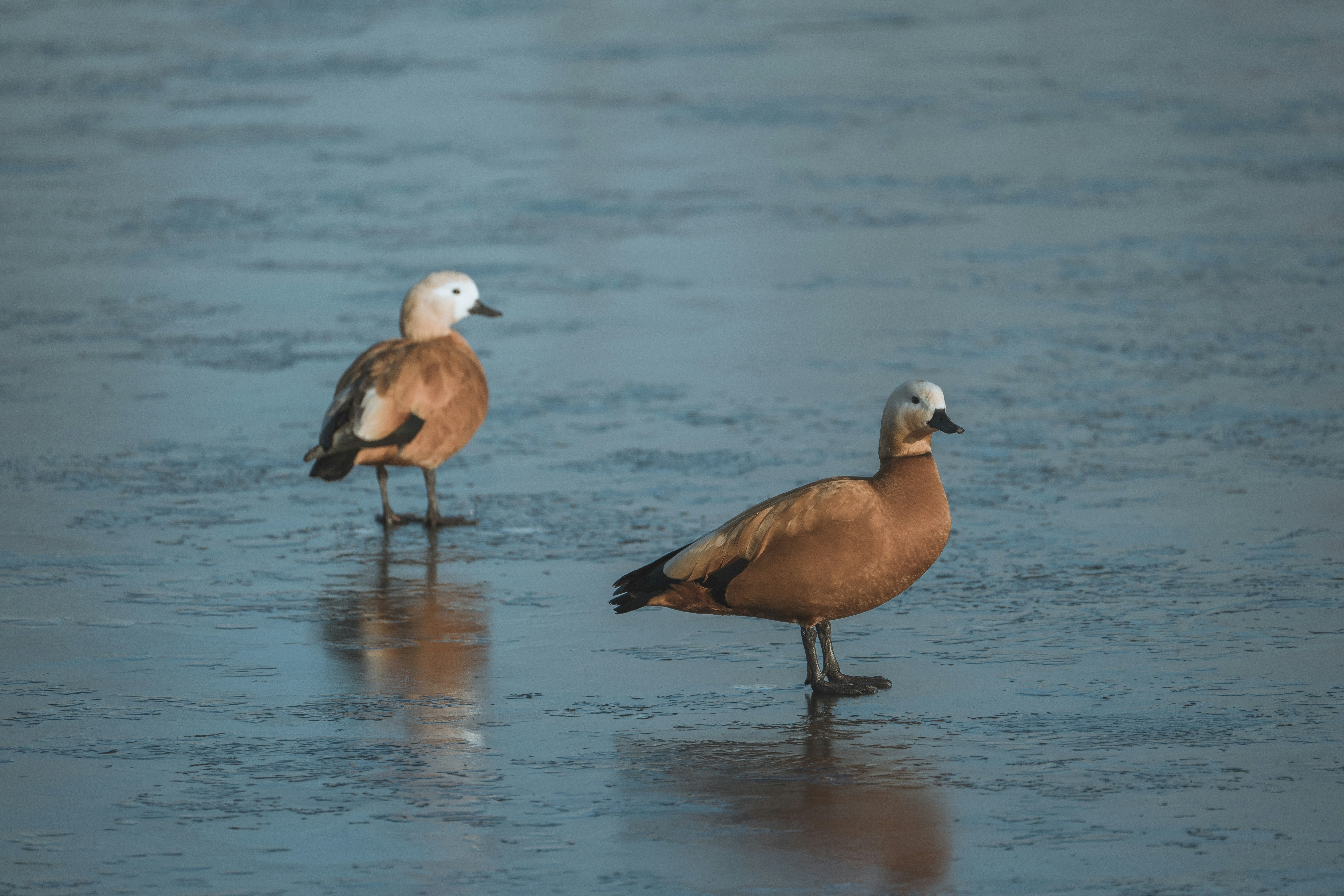 Zwei rote Enten, die auf einem zugefrorenen See stehen.
