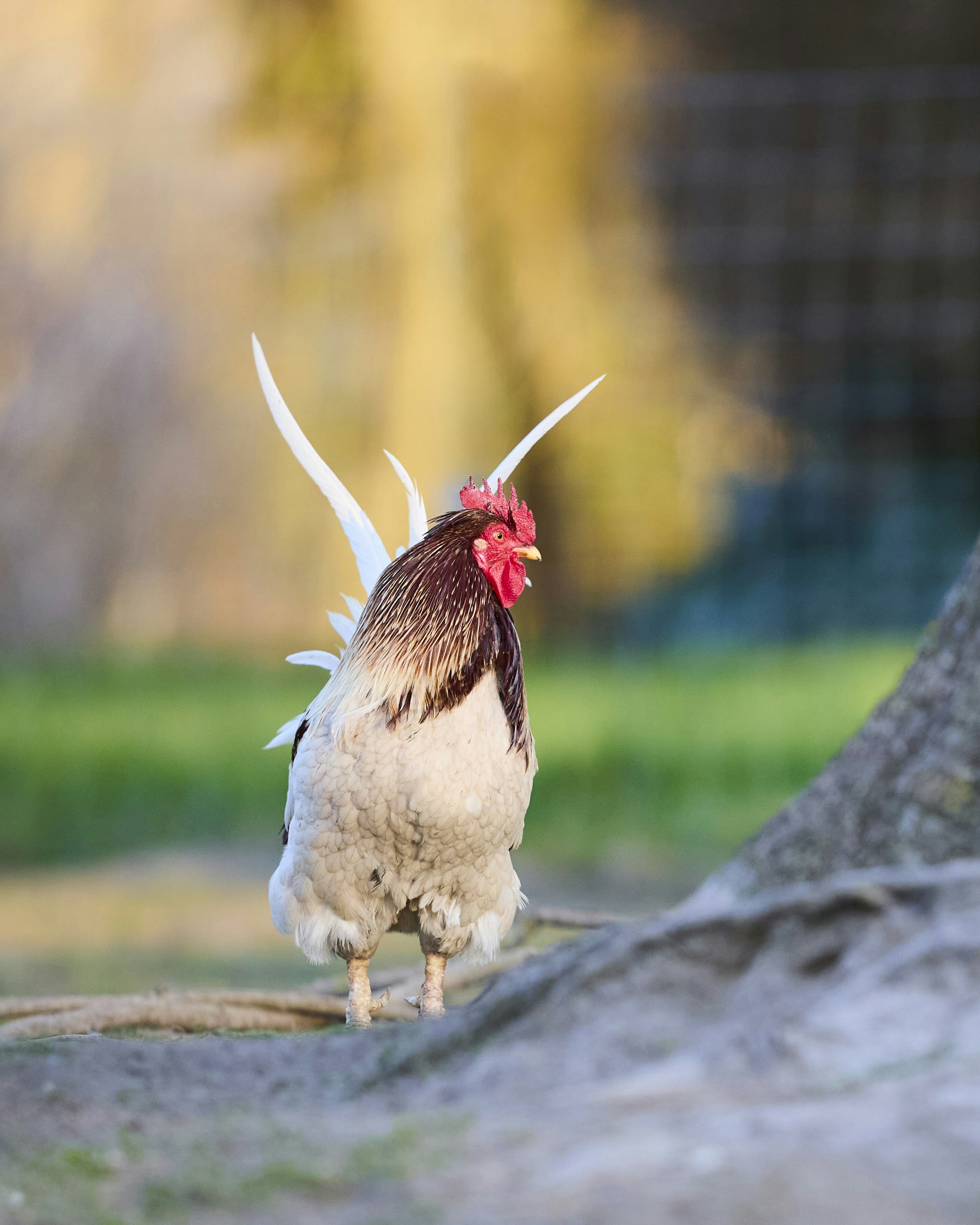 Un gallo con piume bianche sulla coda si trova in un campo.