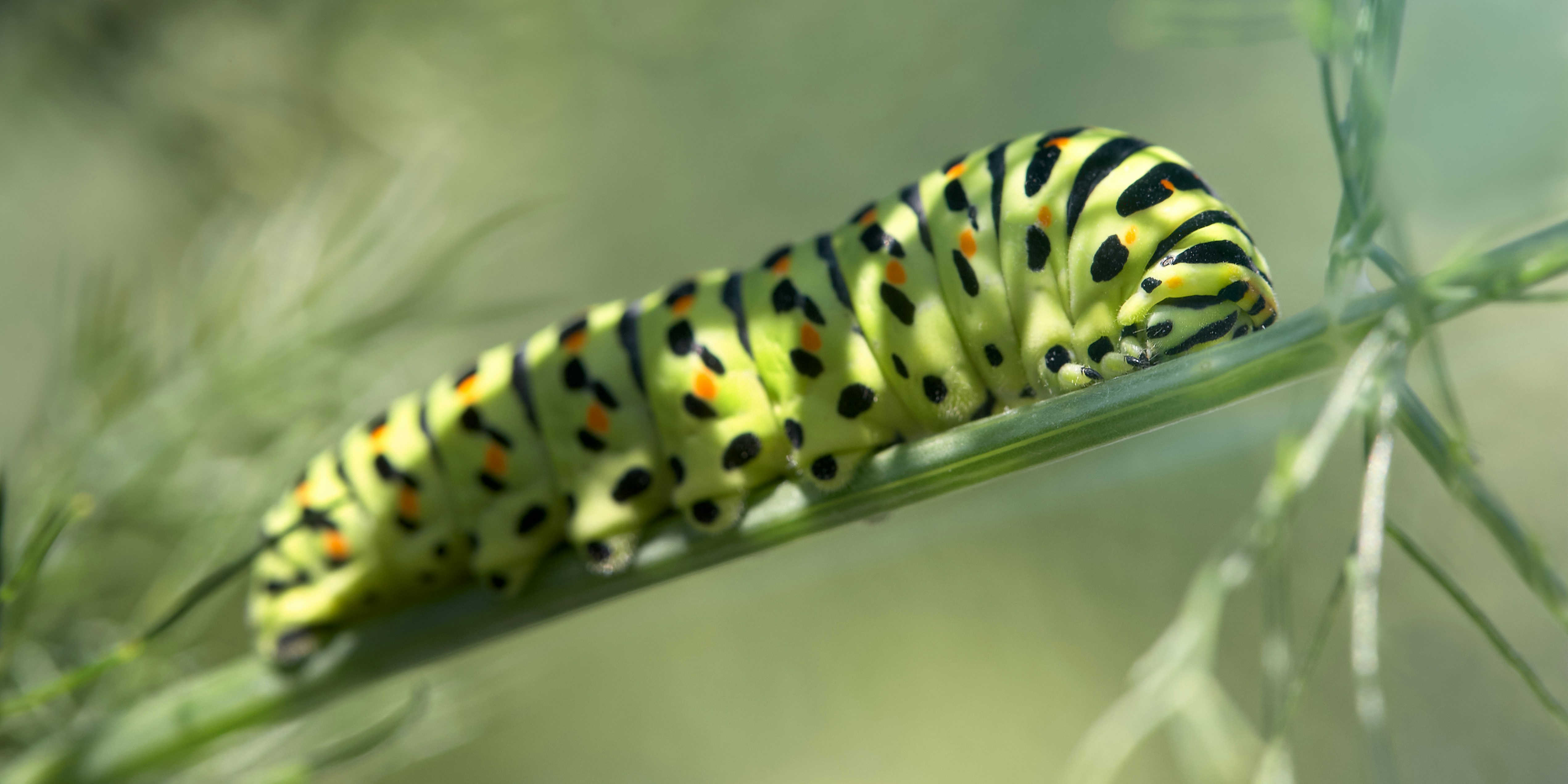 Photo by erwinbosman