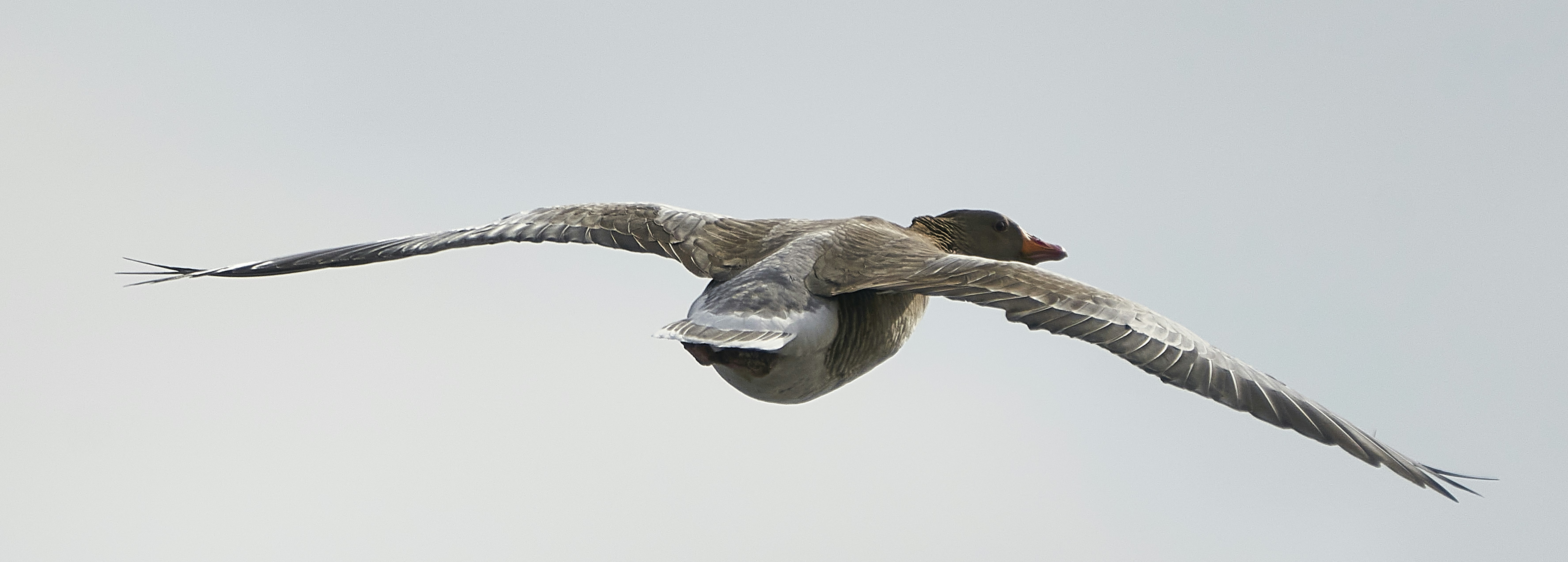 Un uccello con le ali spiegate vola contro un cielo pallido.
