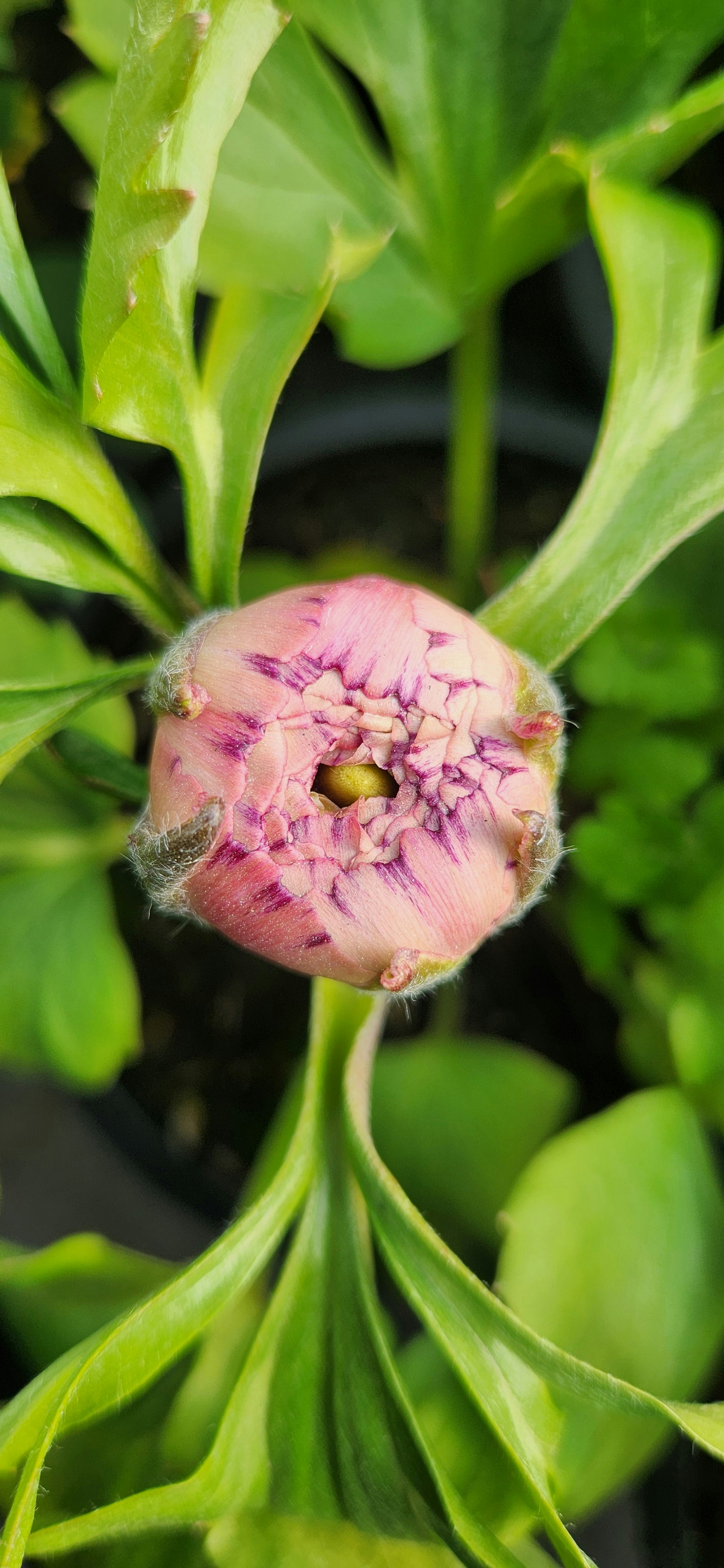 紫色の筋と緑の葉が入ったピンク色の花蕾
