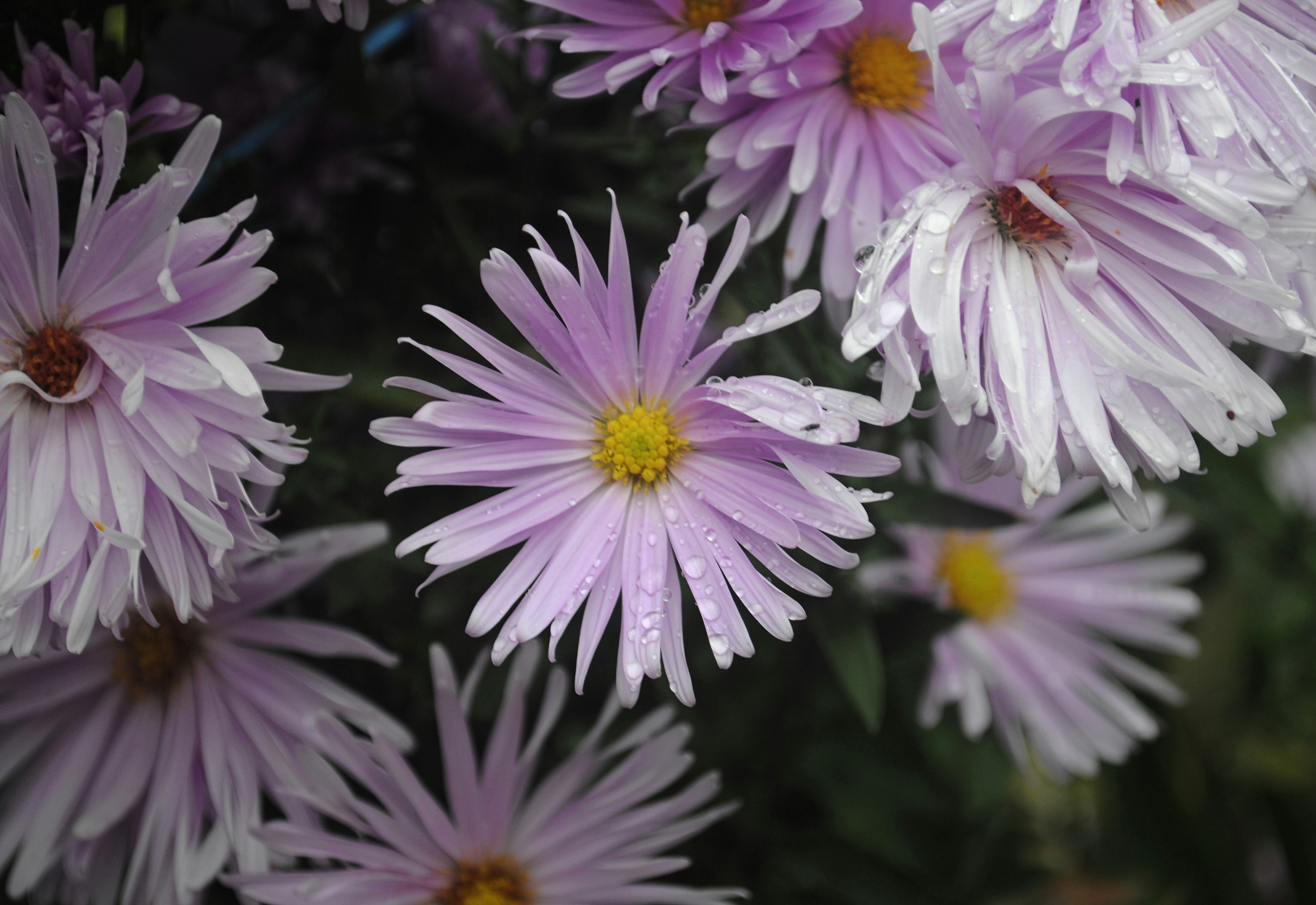 Photo by vikinovakov