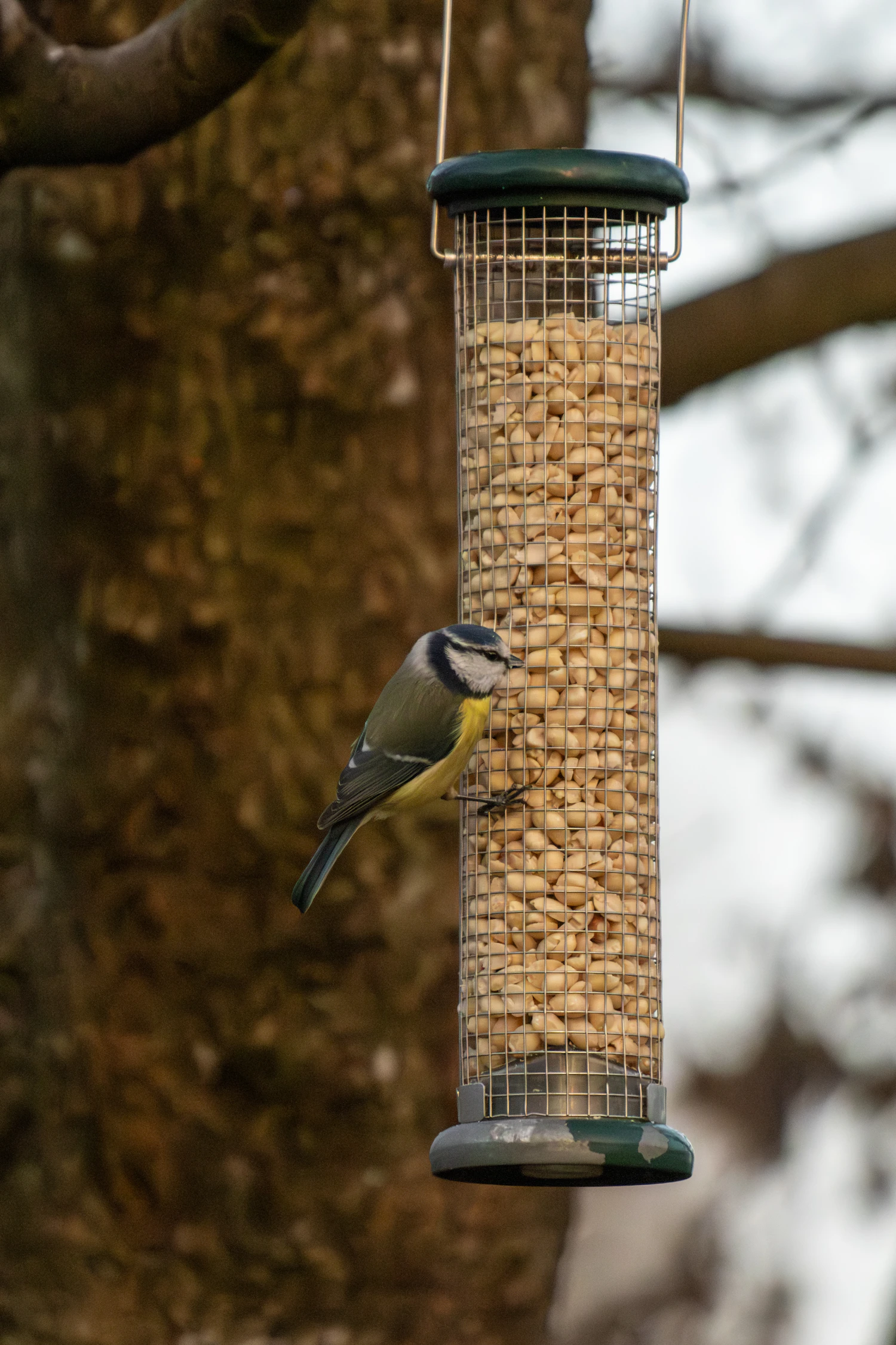 A blue tit clinging to a steel mesh feeder full of peanuts, hung from a tree