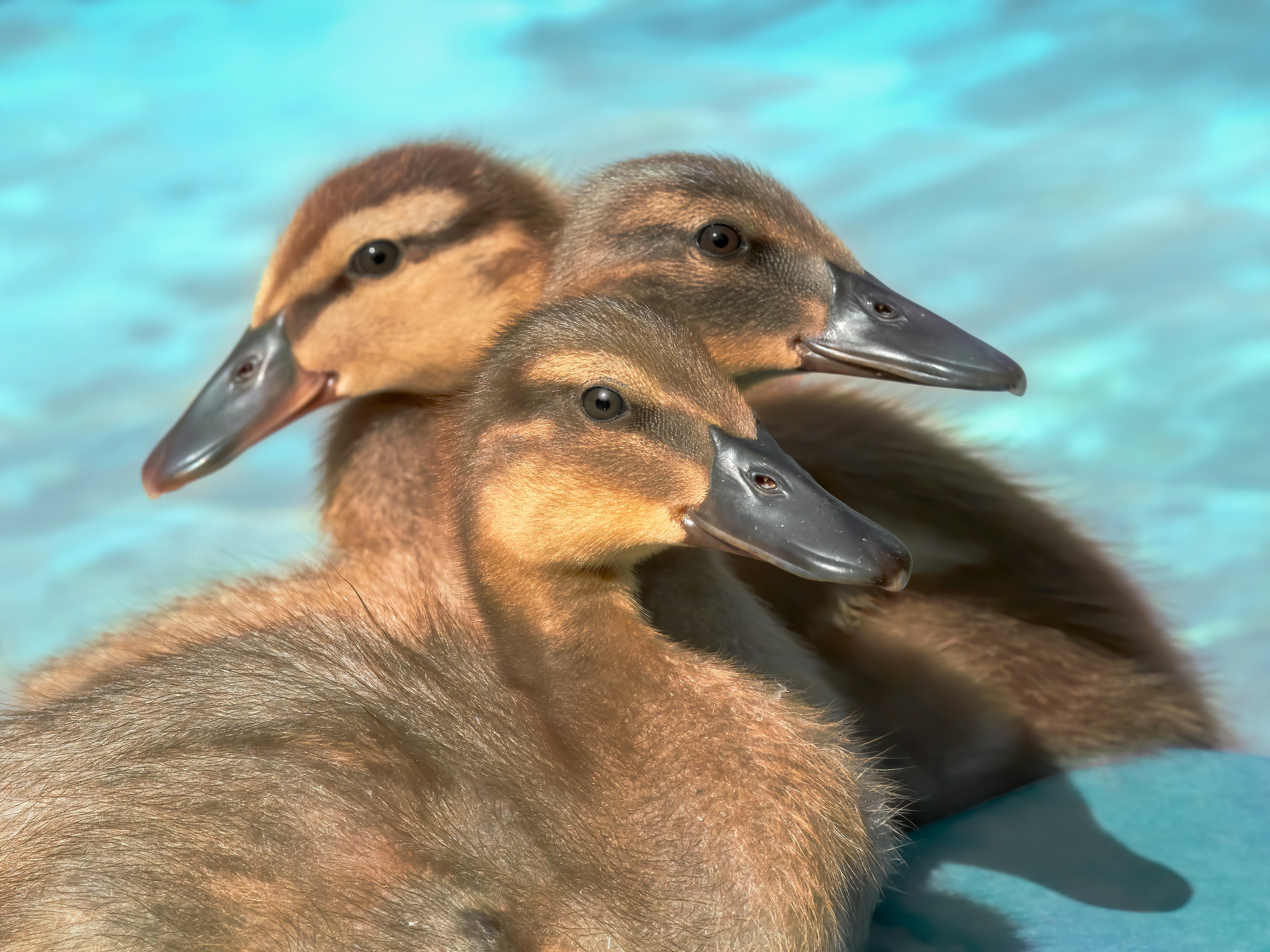 Photo by erwinbosman