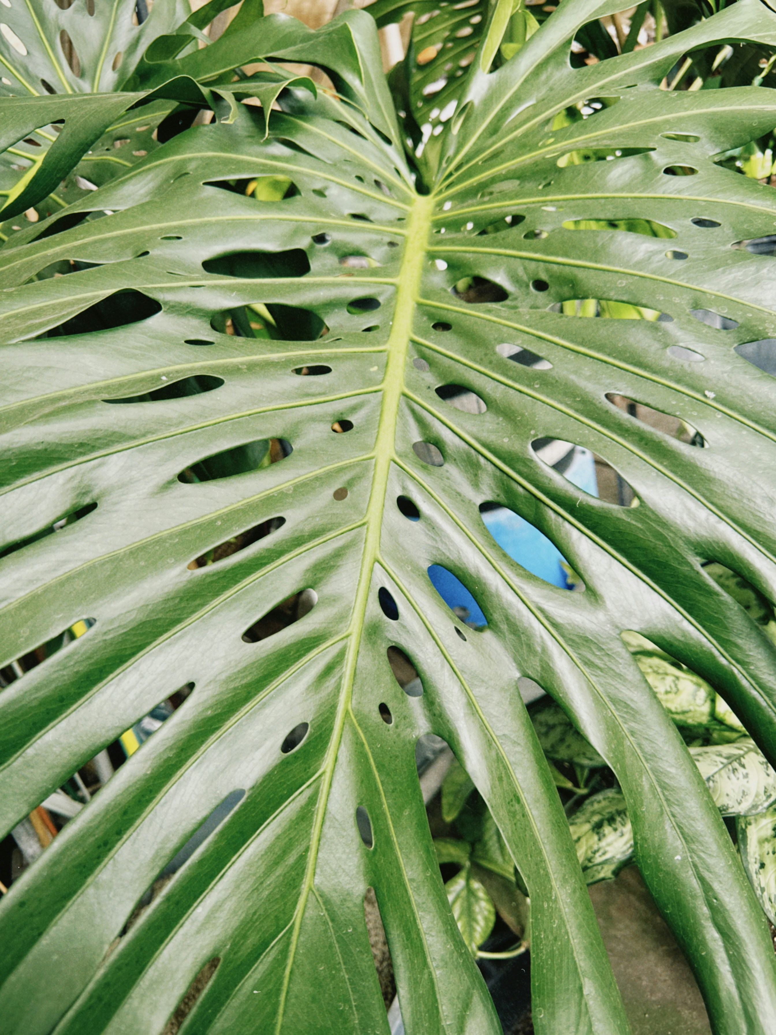 Ein großes grünes Monsterablatt mit natürlichen Löchern.