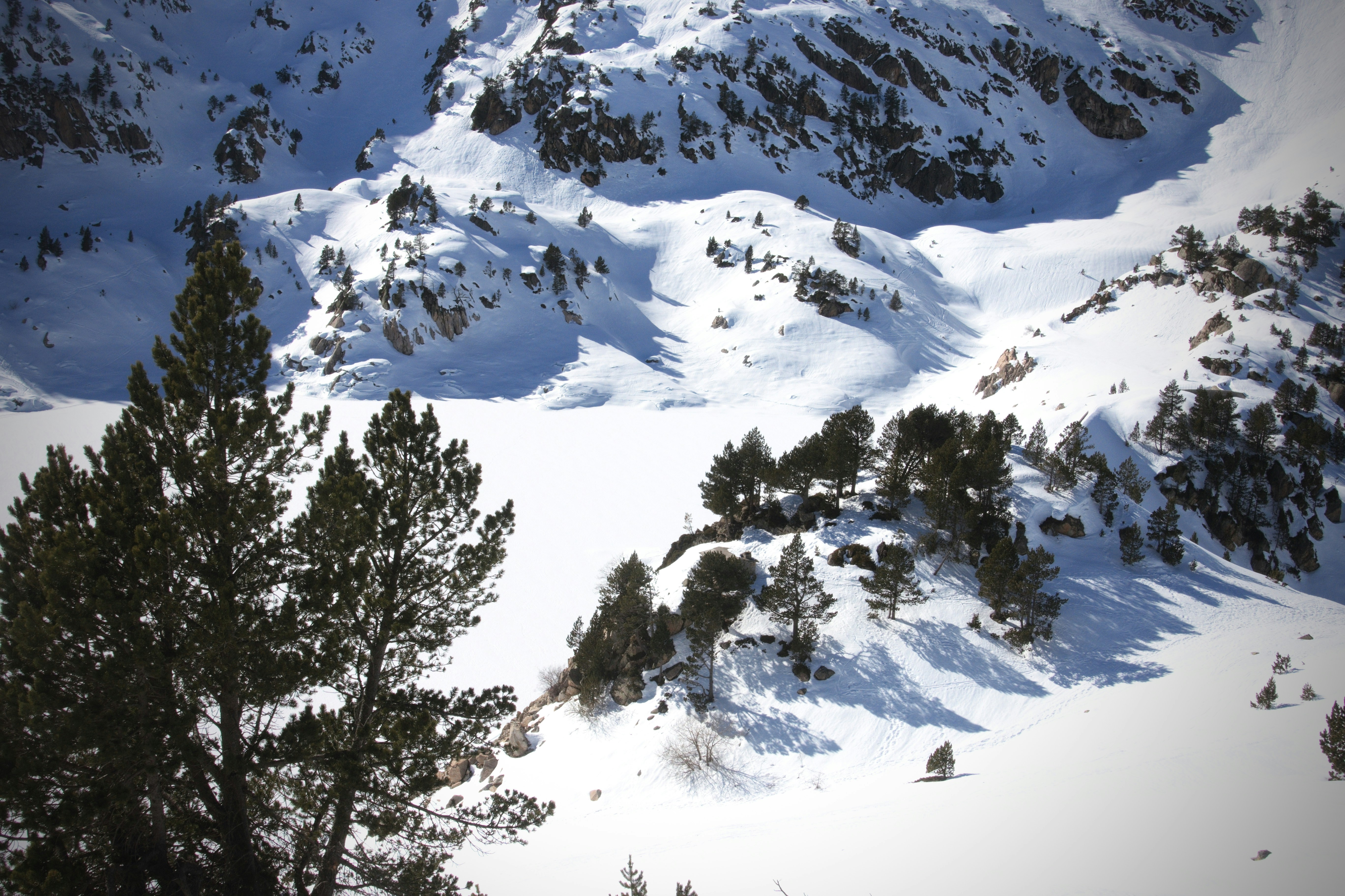 Snow-covered mountains with scattered pine trees.