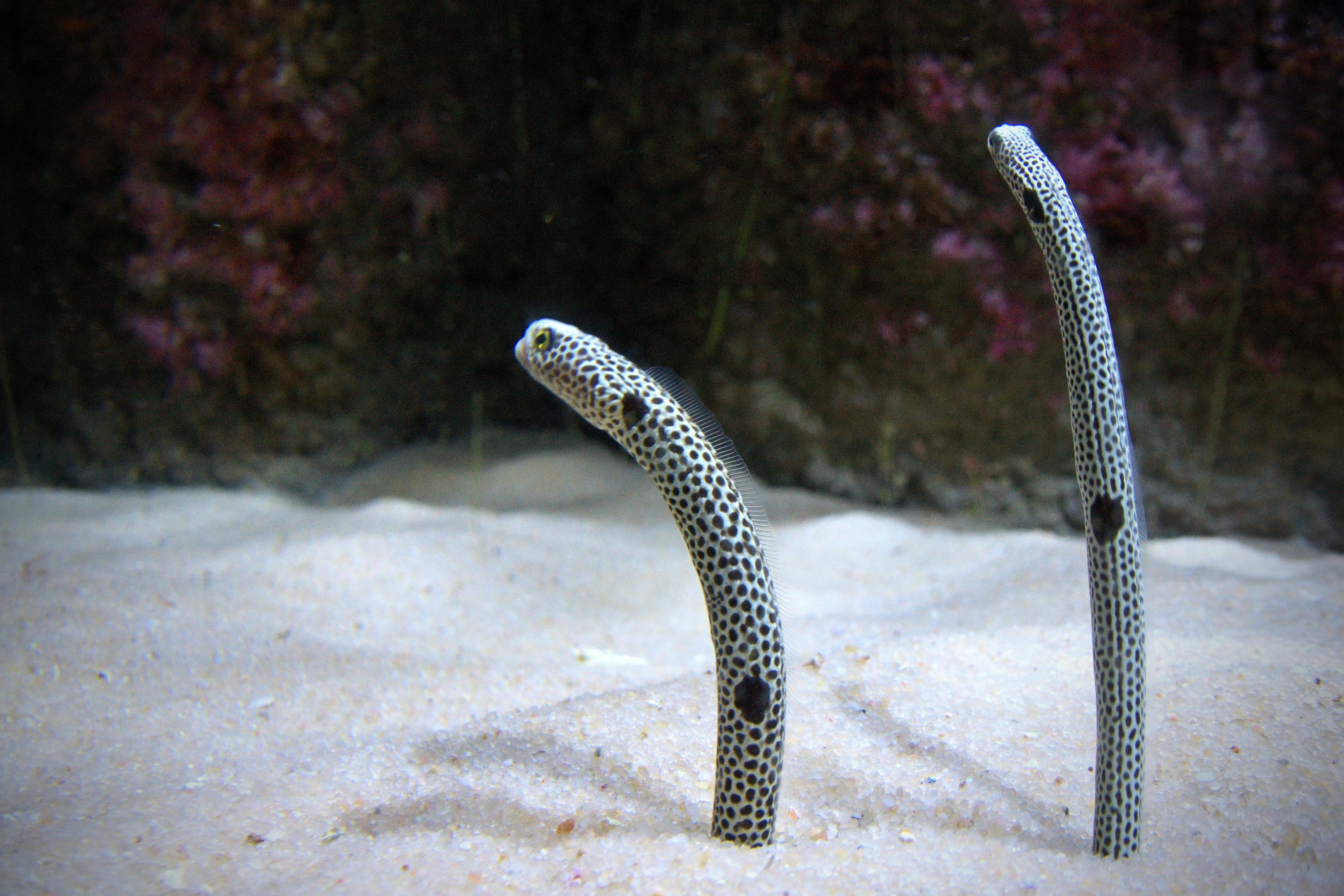 Two spotted garden eels emerge from sandy seabed.