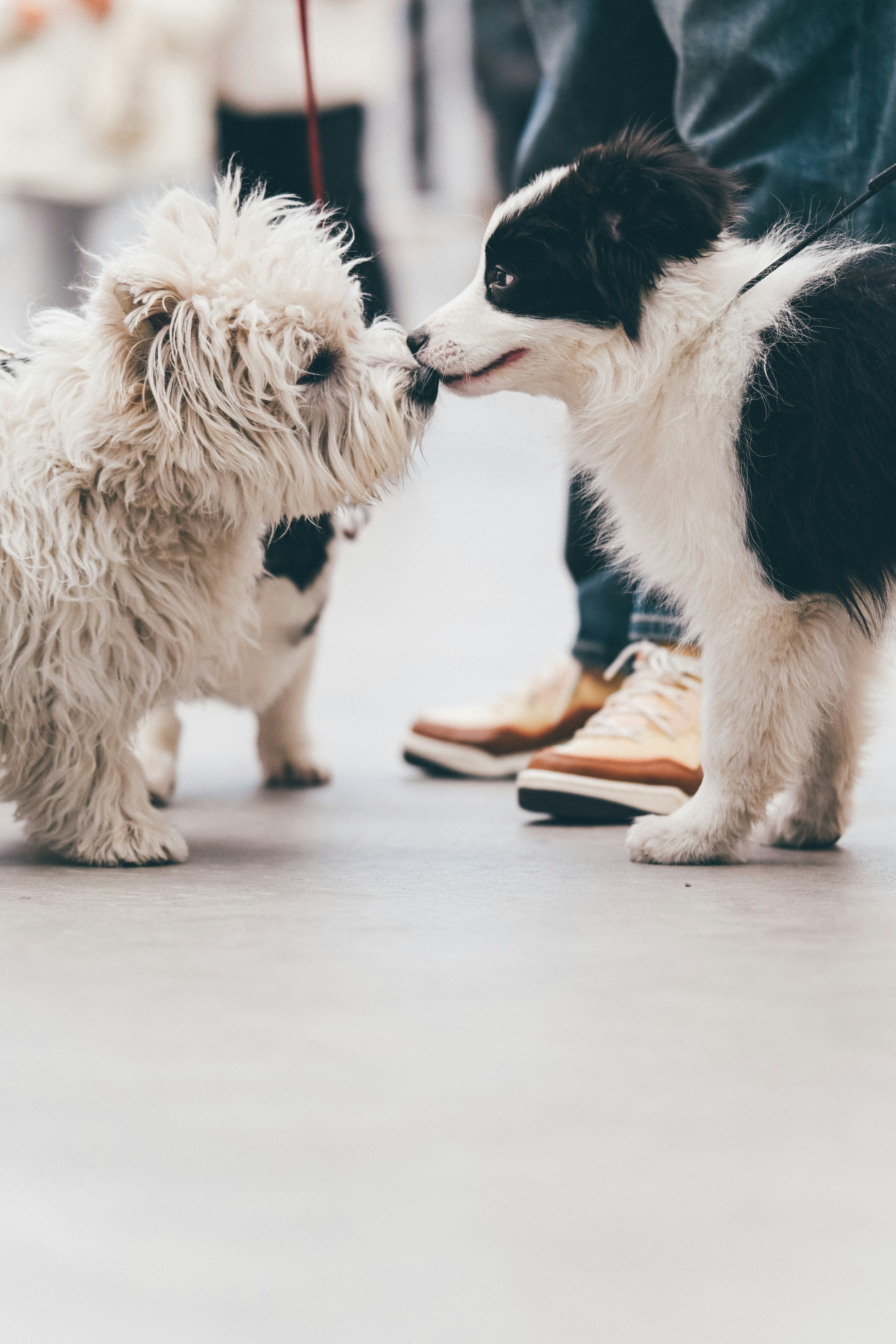 Two dogs sniffing each other's noses