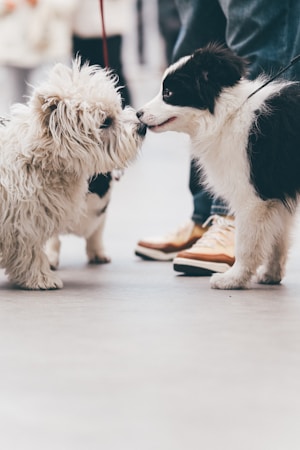 Deux chiens se rencontrant calmement lors d'une approche contrôlée en balade