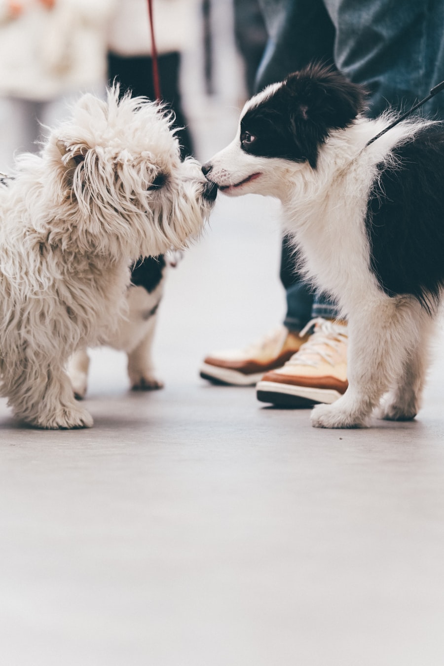 Two young dogs touching noses in a calm, friendly greeting, the kind of positive first meeting that builds a confident, well-socialized puppy