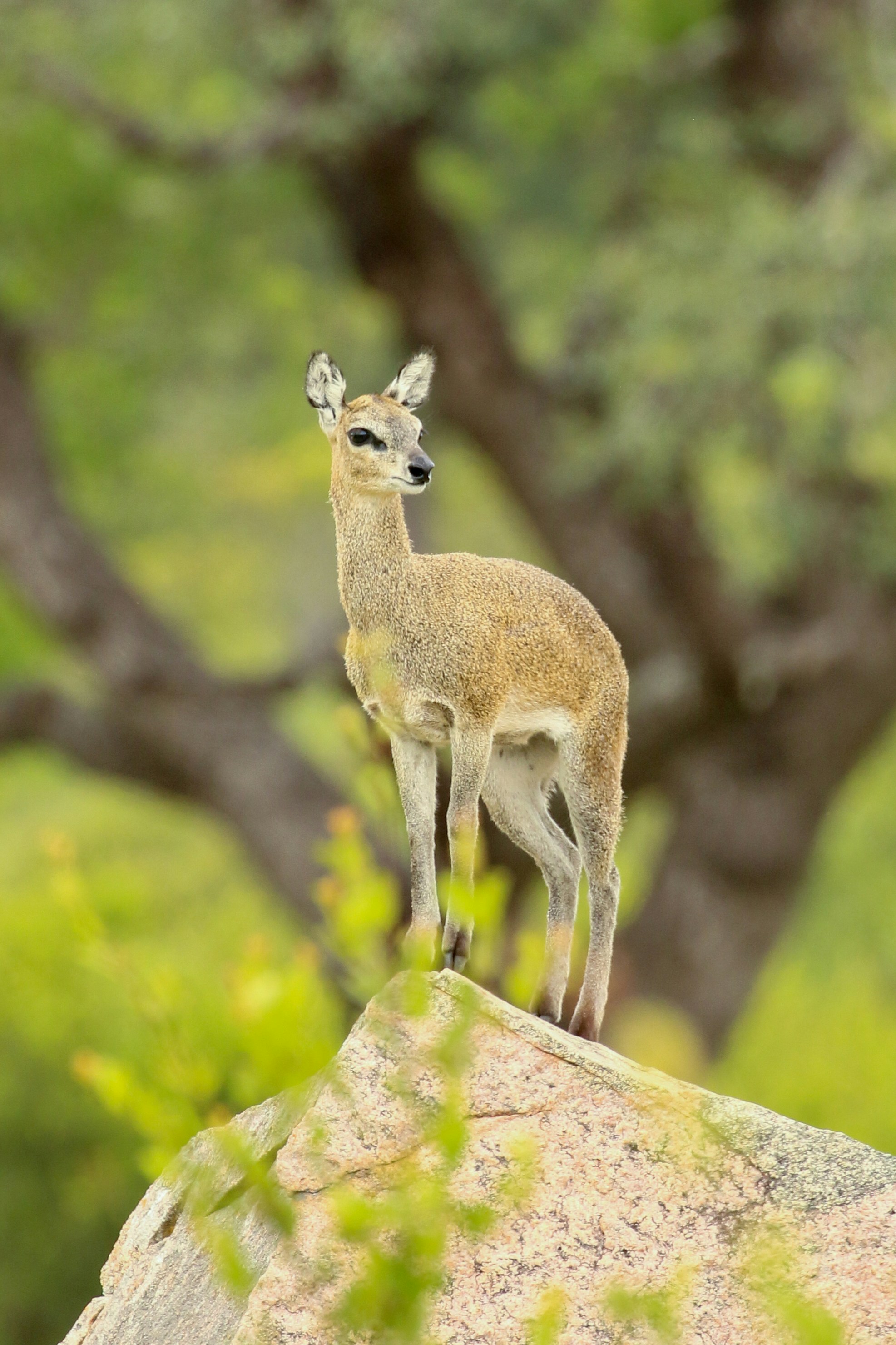 Una piccola antilope si erge su una roccia in una foresta.
