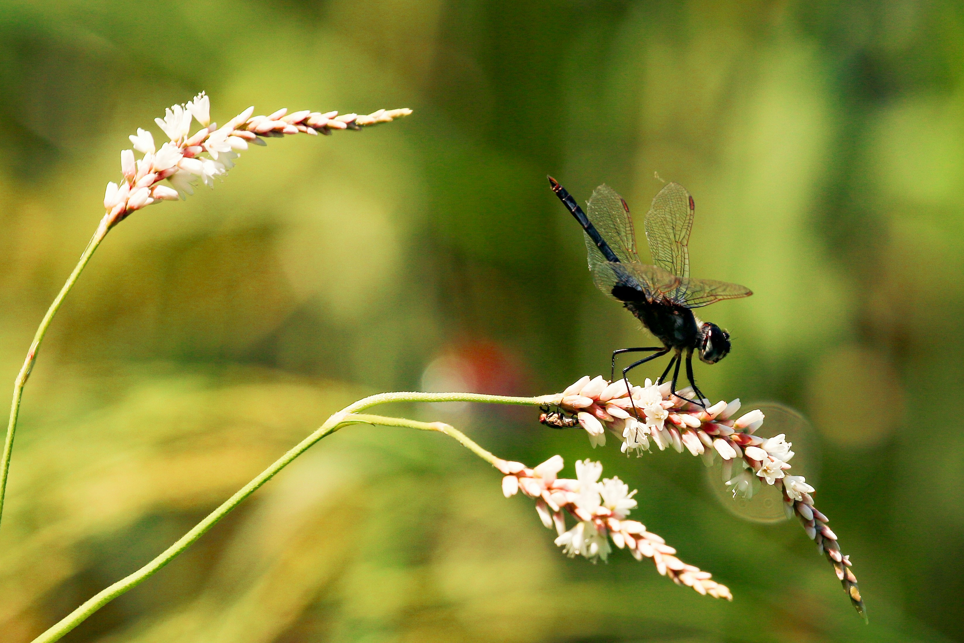 Libellula appollaiata su un delicato fiore bianco
