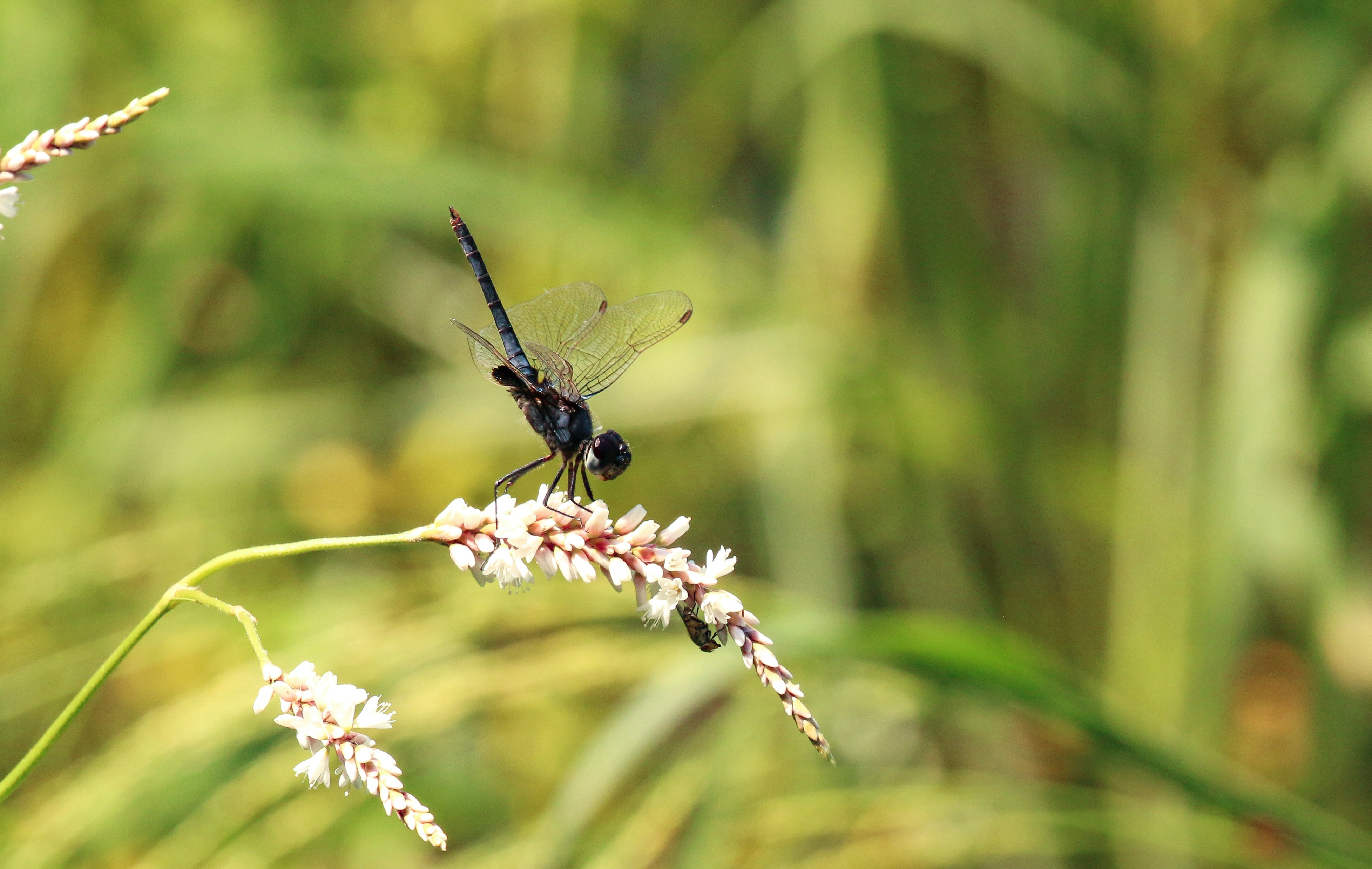 Una libellula nera si posa su un fiore bianco.
