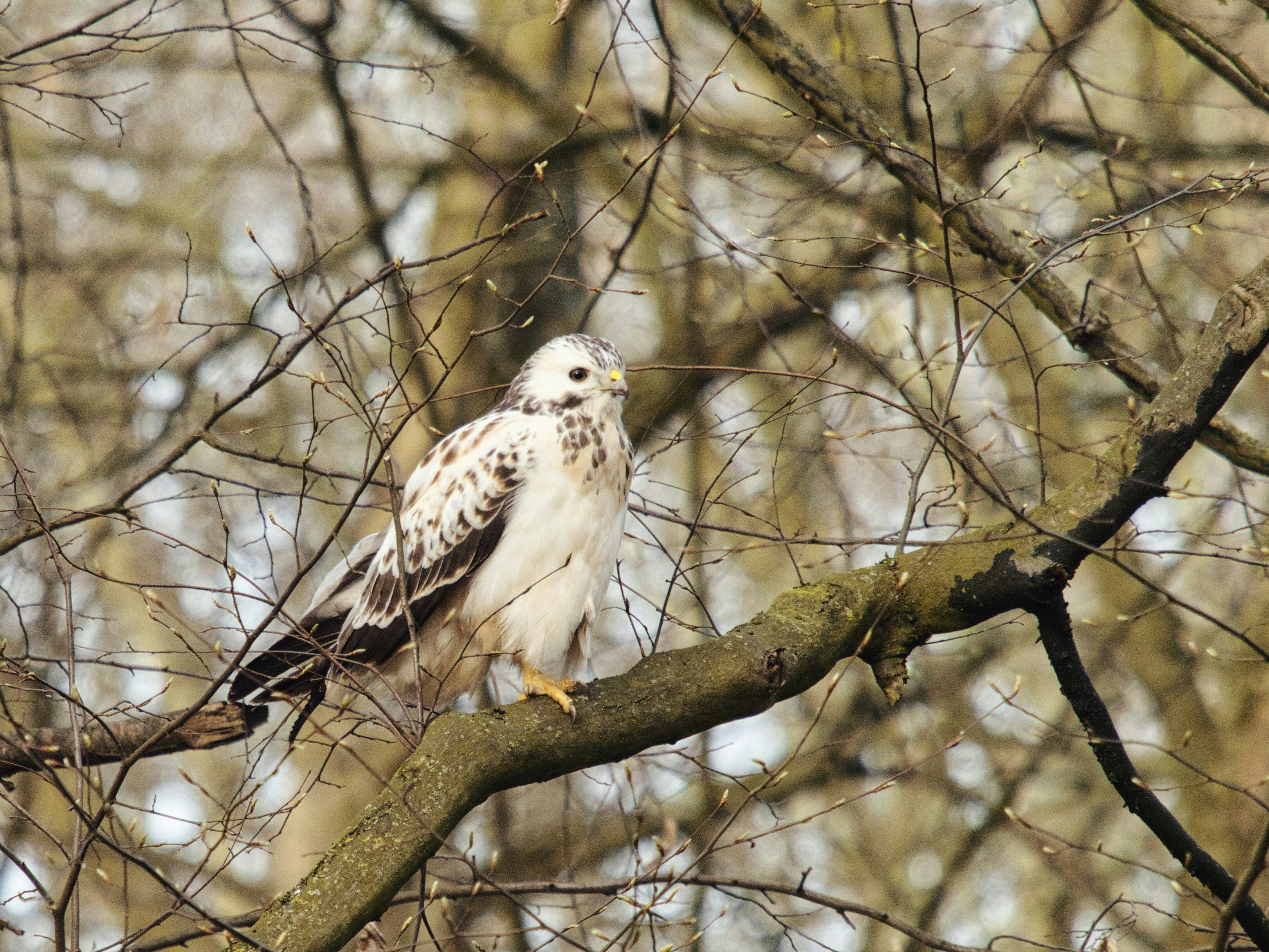 a white hawk with speckled feathers perched on a branch