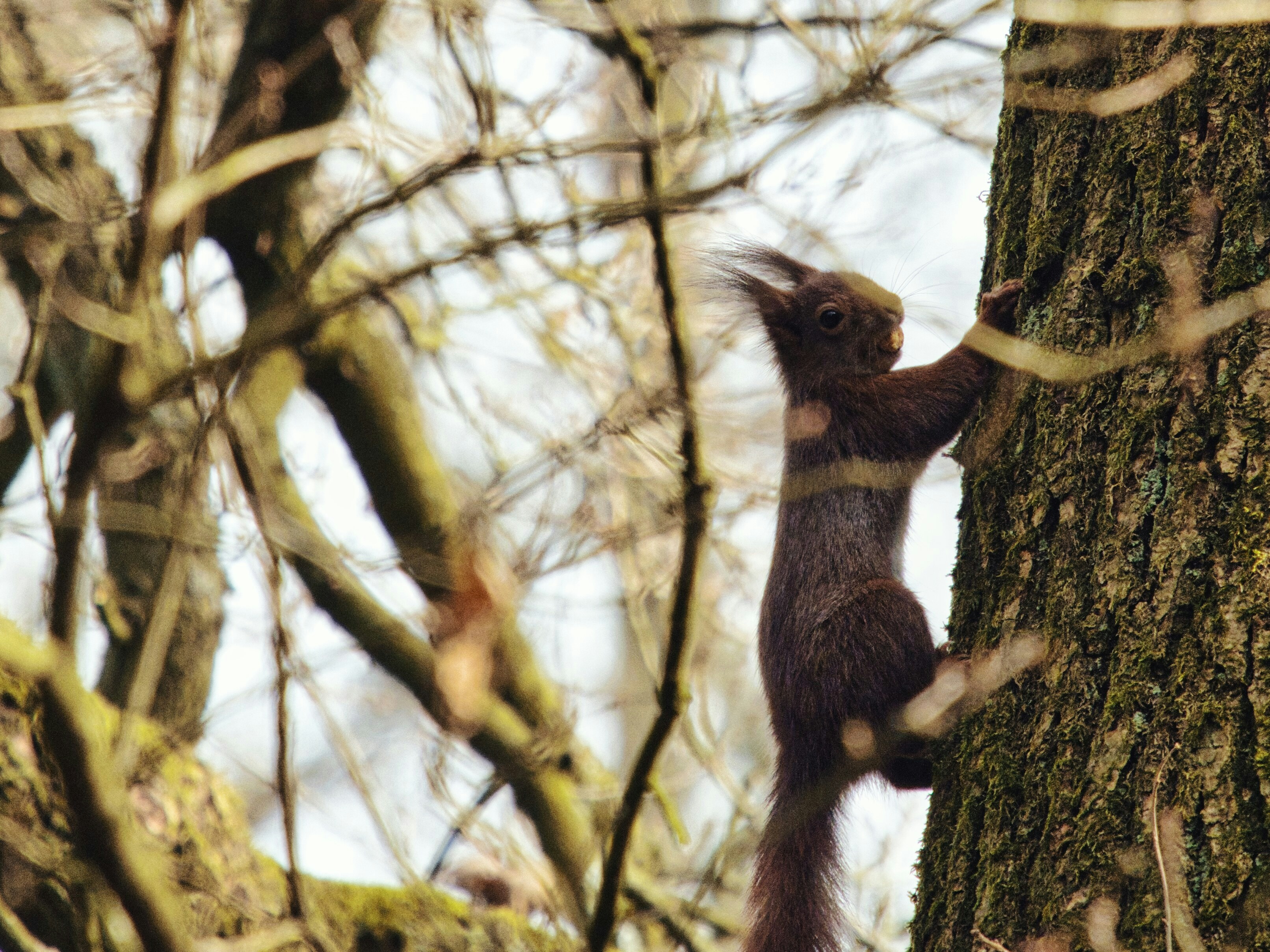 Ein dunkelbraunes Eichhörnchen, das einen Baumstamm erklimmt.