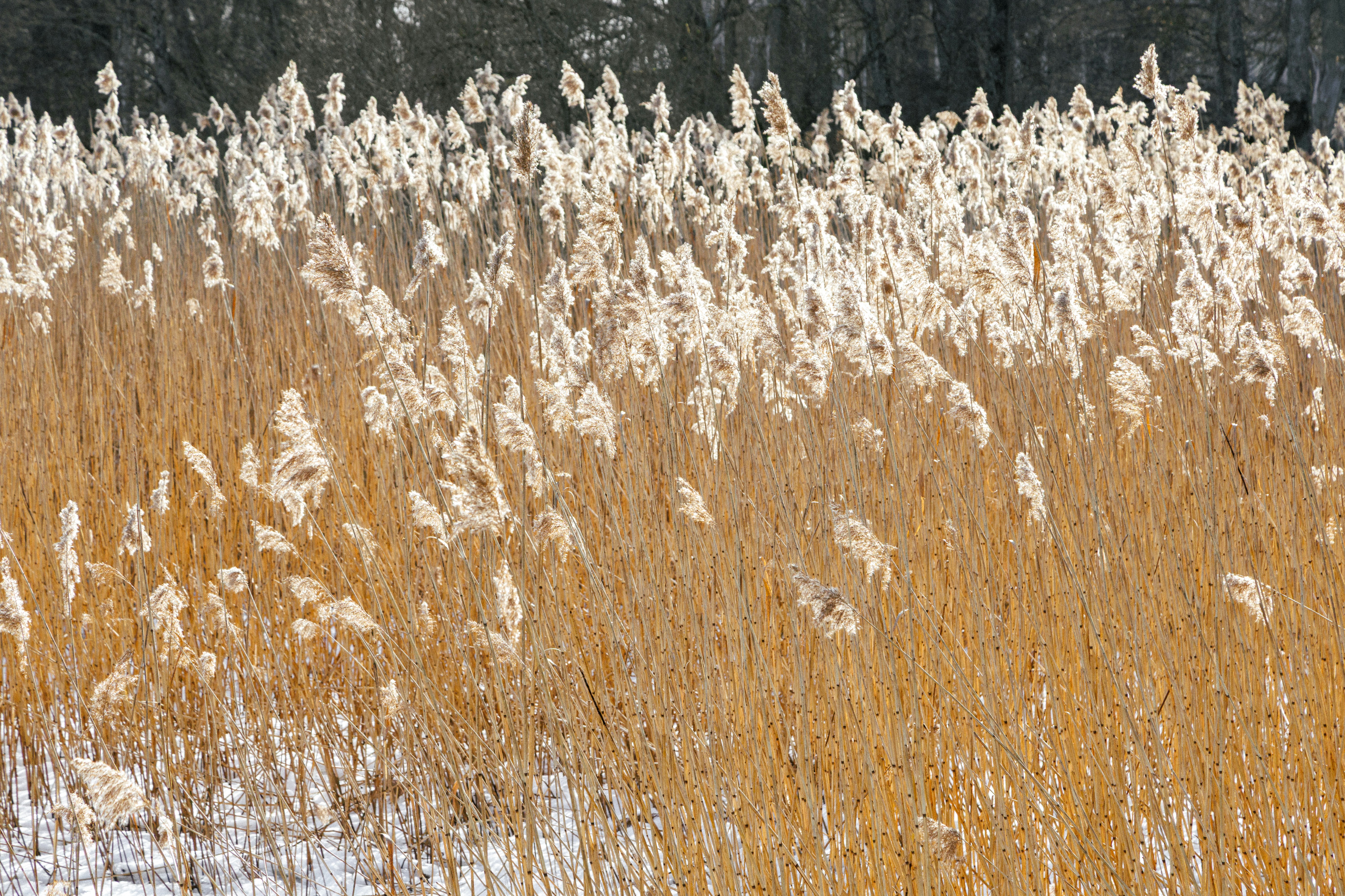 Tall dry reeds glowing in the sunlight