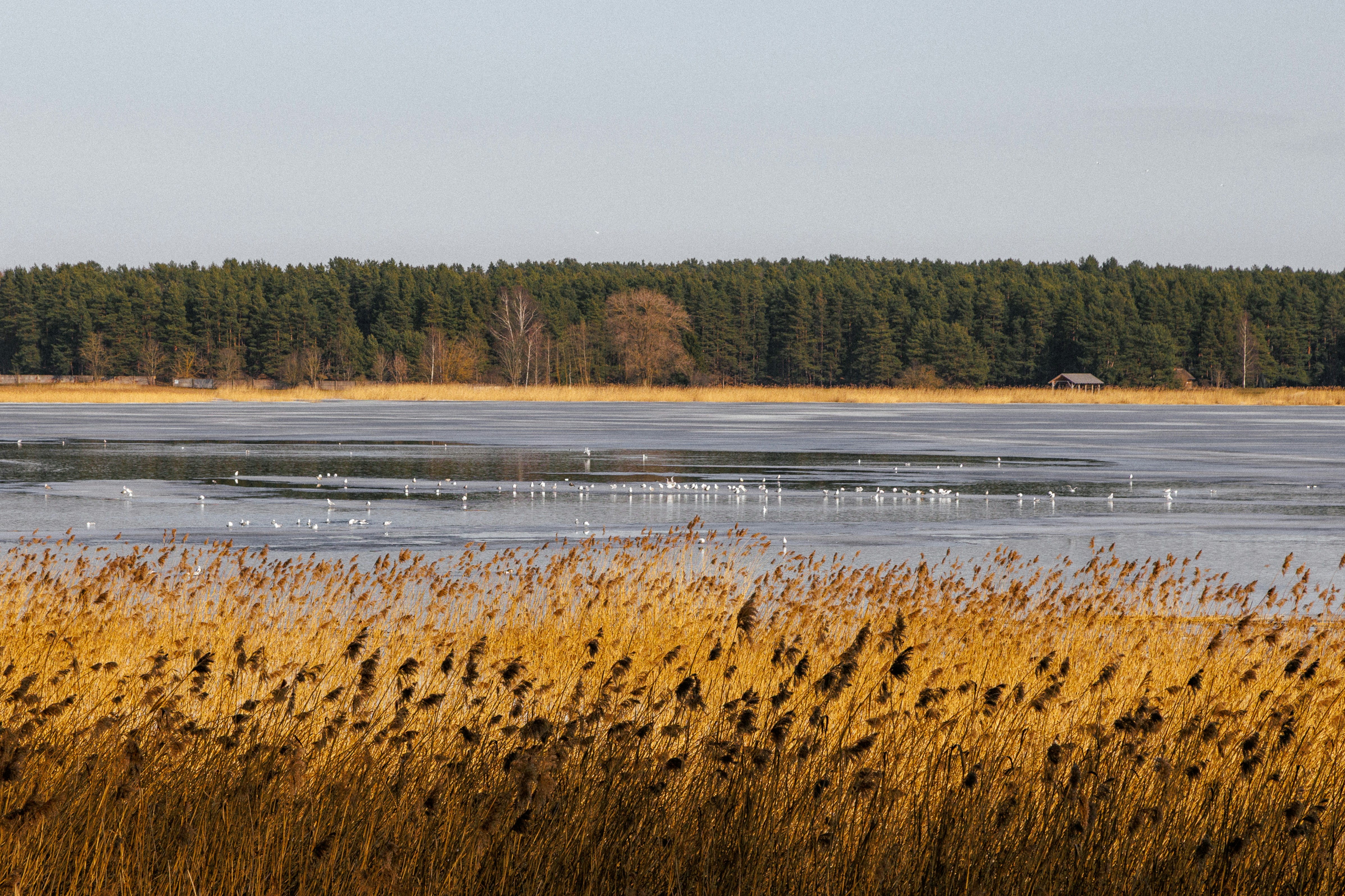 Flock of birds on a frozen lake with reeds