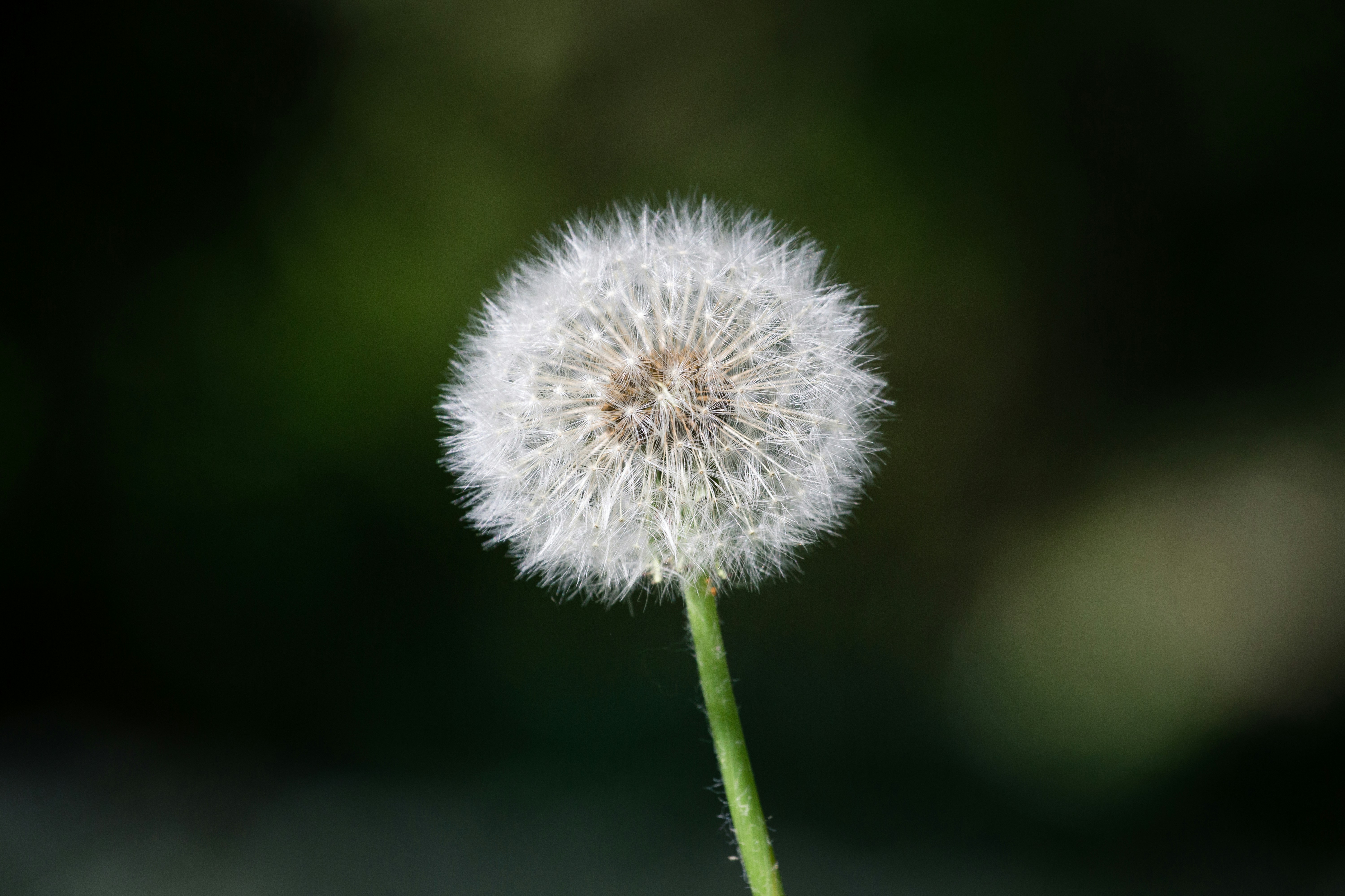 Photo by jastorfproductions