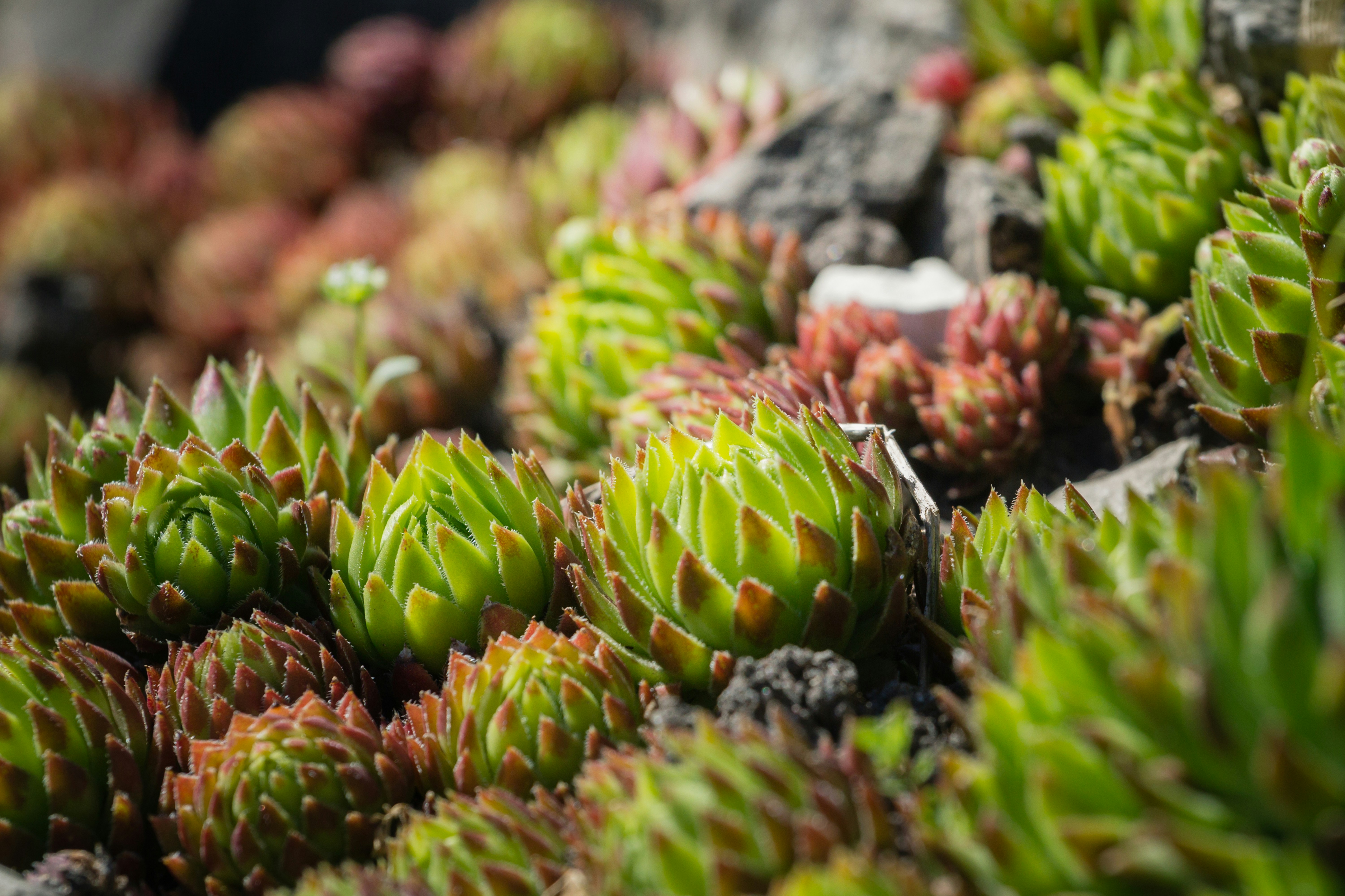 Photo by jastorfproductions