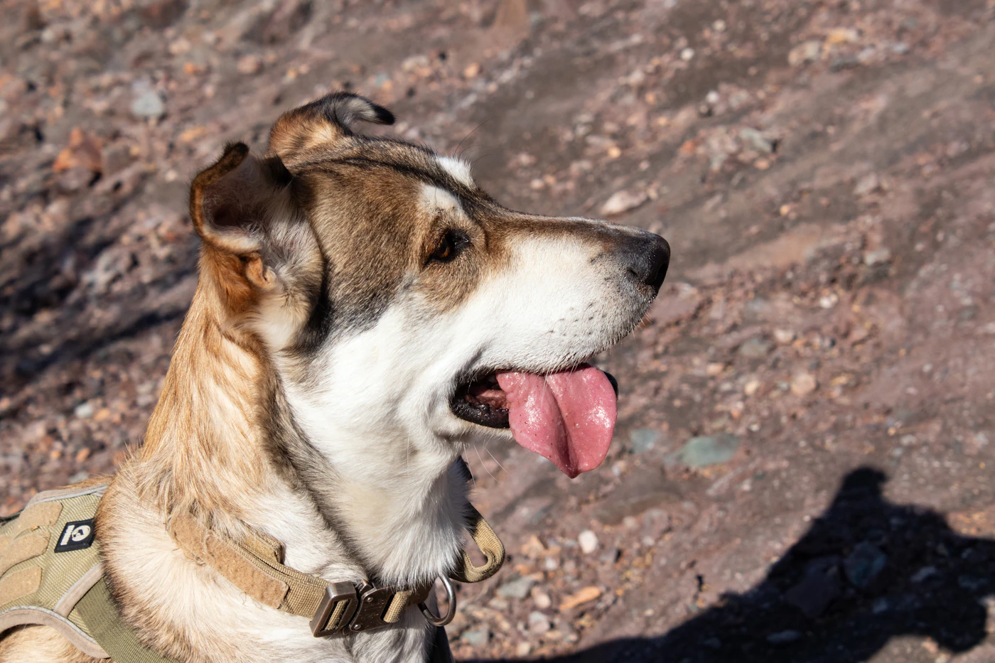 A working dog in a snug tactical support harness holding a focused profile on a rocky outdoor trail