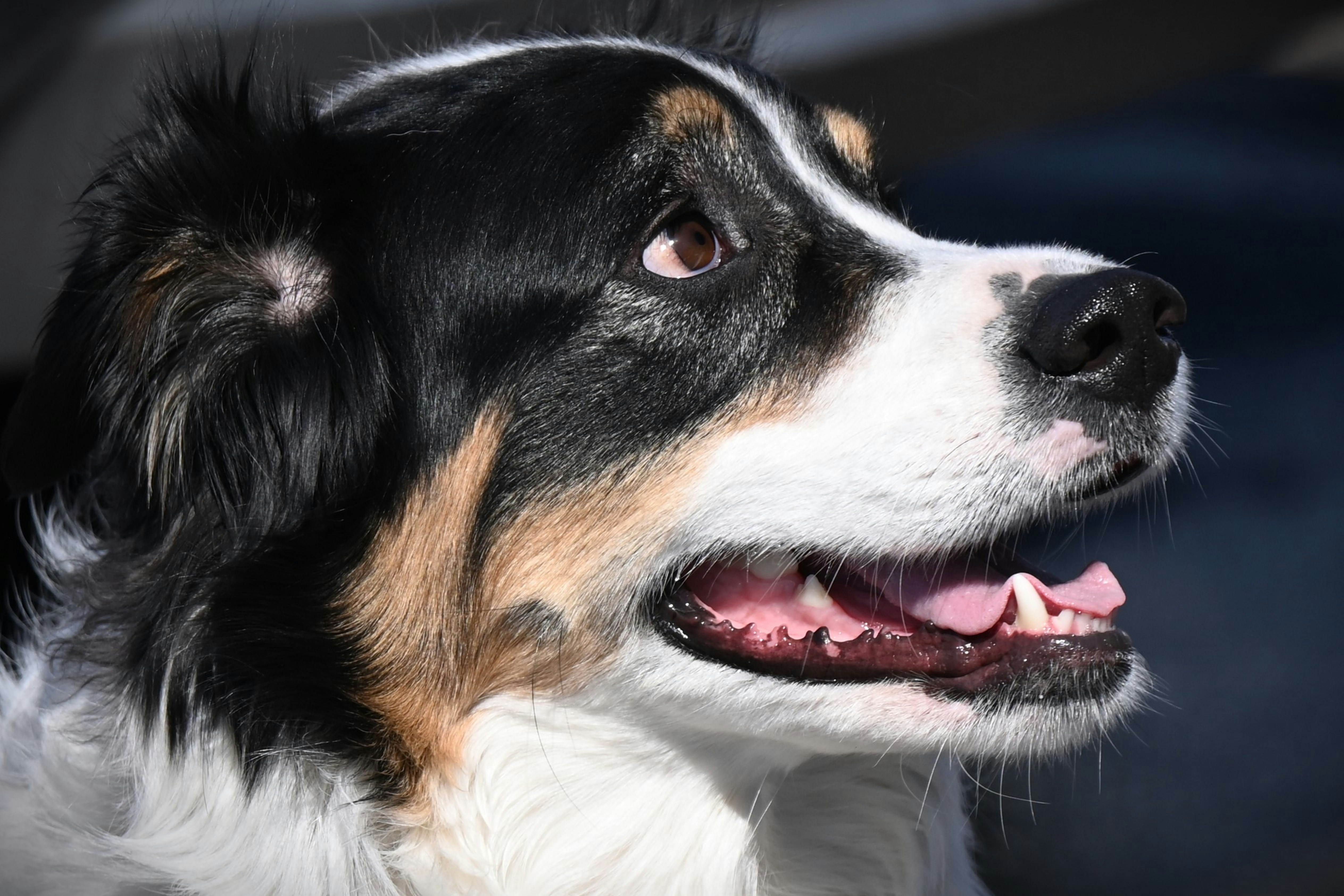 A close-up of a black, white, and brown dog's face.