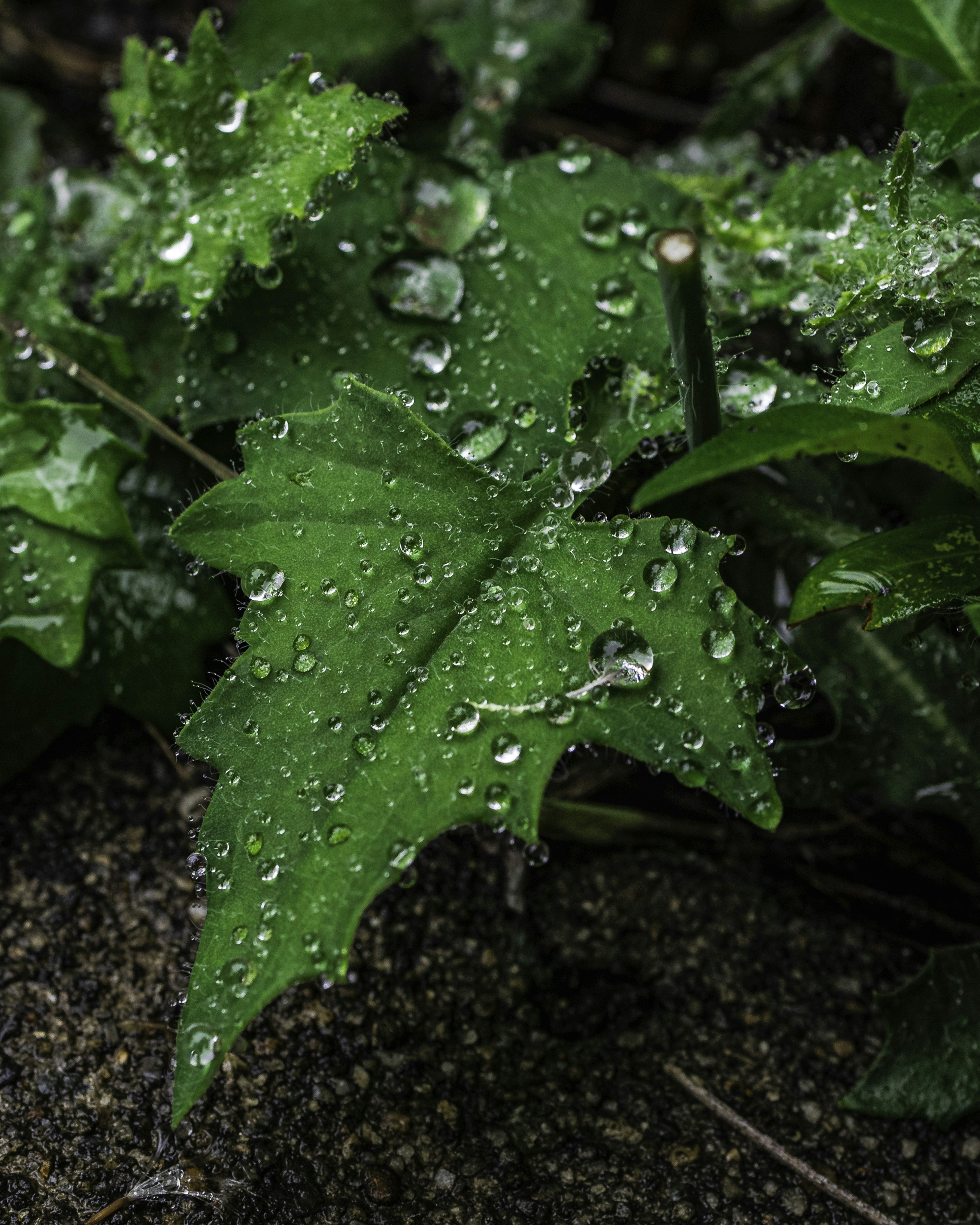 Foglie verdi con gocce d'acqua dopo la pioggia