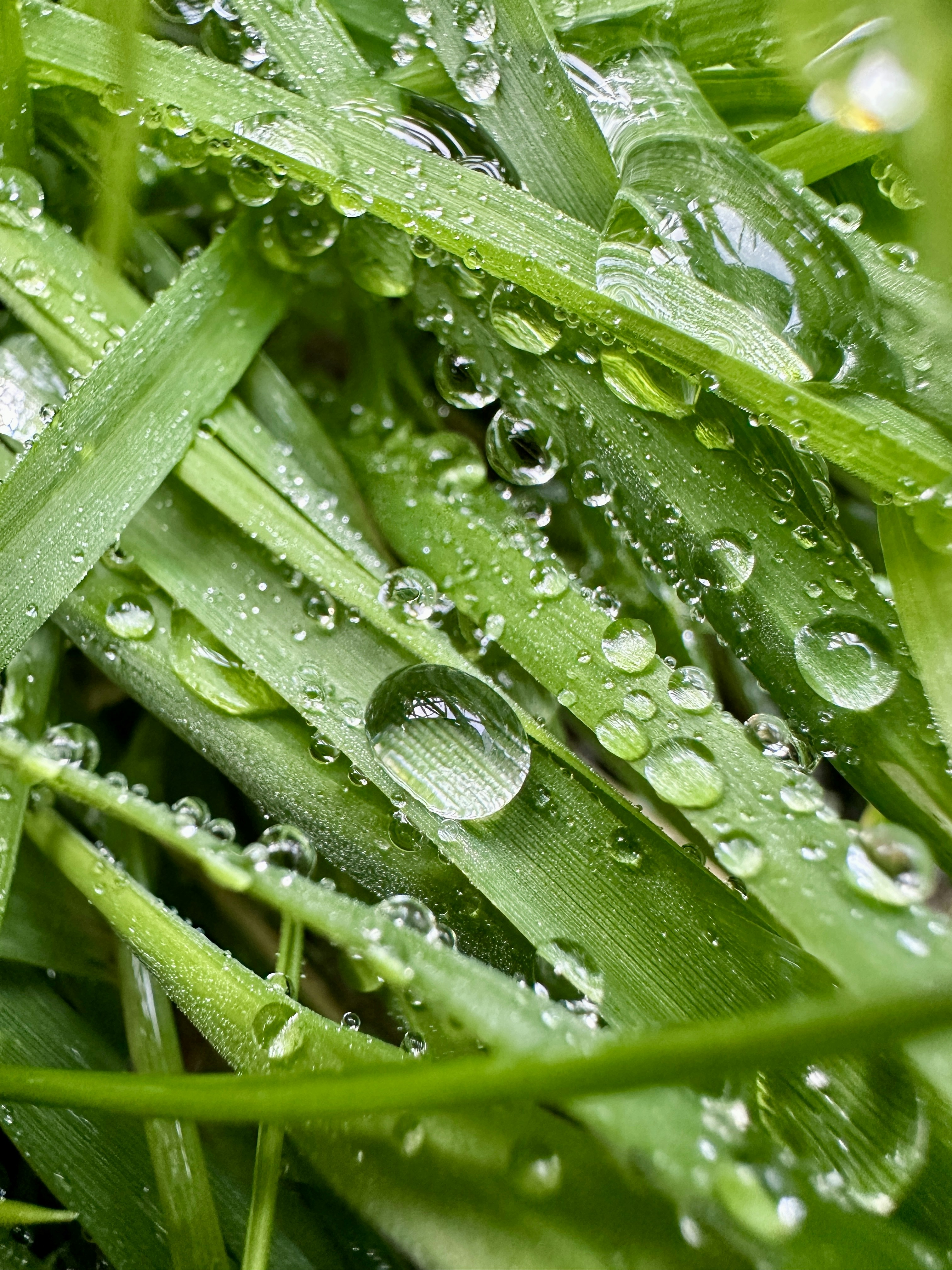 Nahaufnahme von grünem Gras mit Wassertropfen.