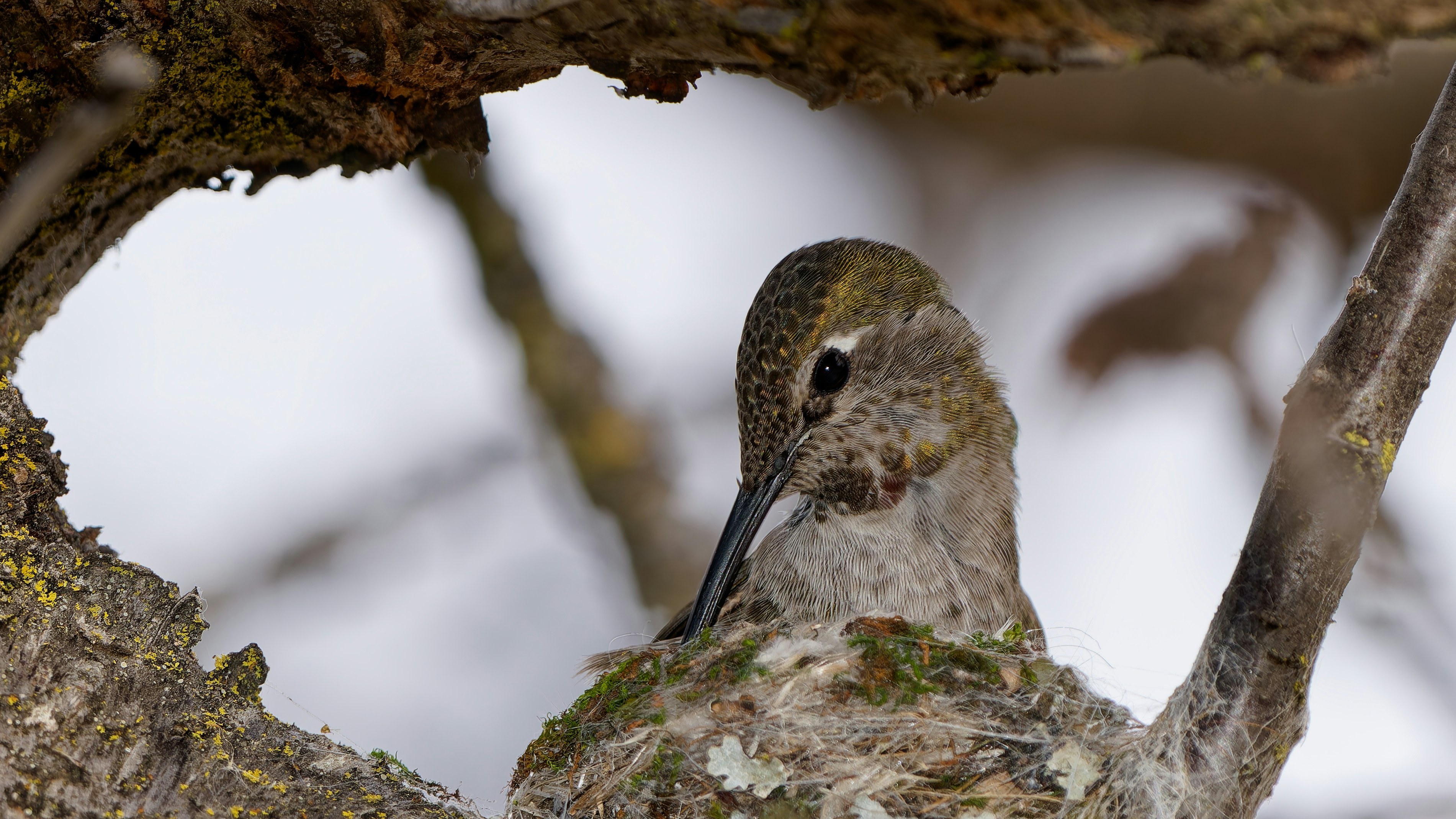 Hummingbird resting in a nest among branches