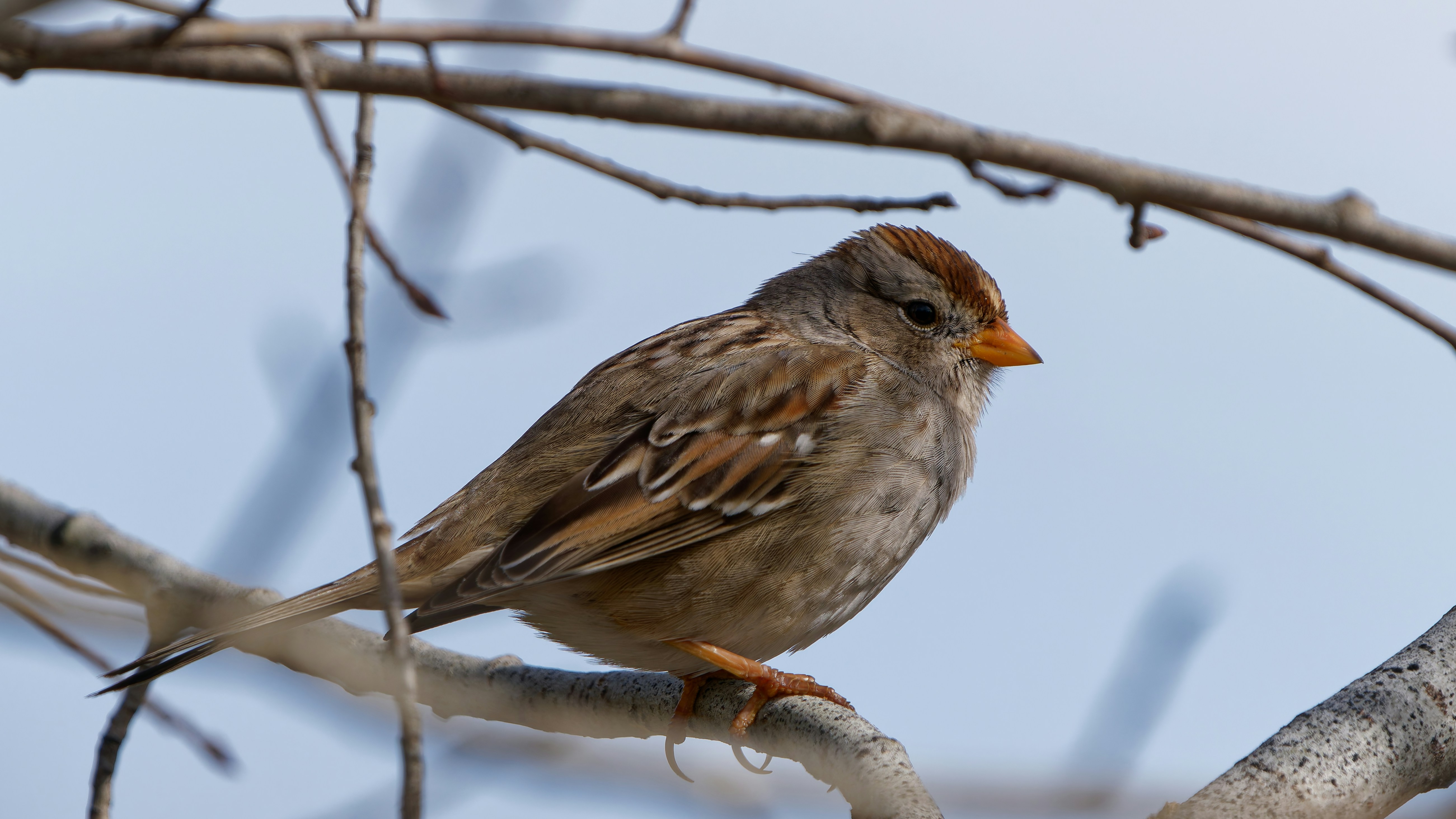 Photo by patrickbigelow_zoom_in