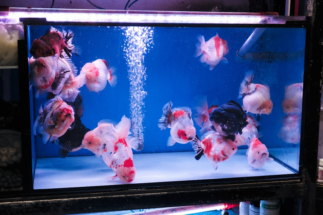 Community aquarium with multiple fish species