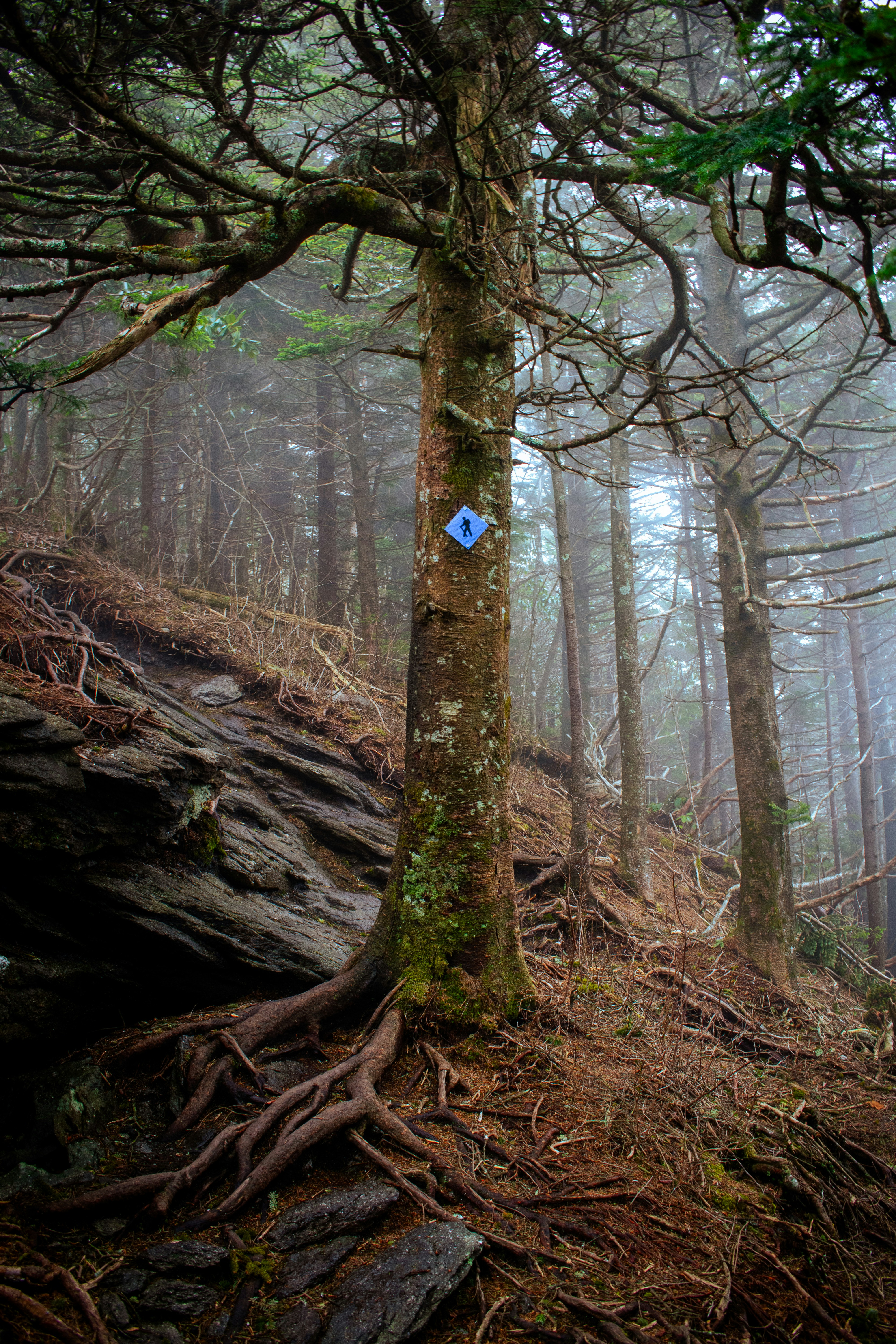 Un marqueur bleu sur un arbre dans une forêt brumeuse.