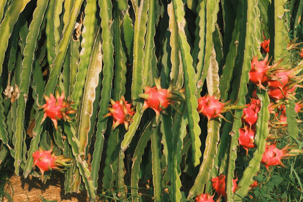 Dragon fruit growing on a cactus plant