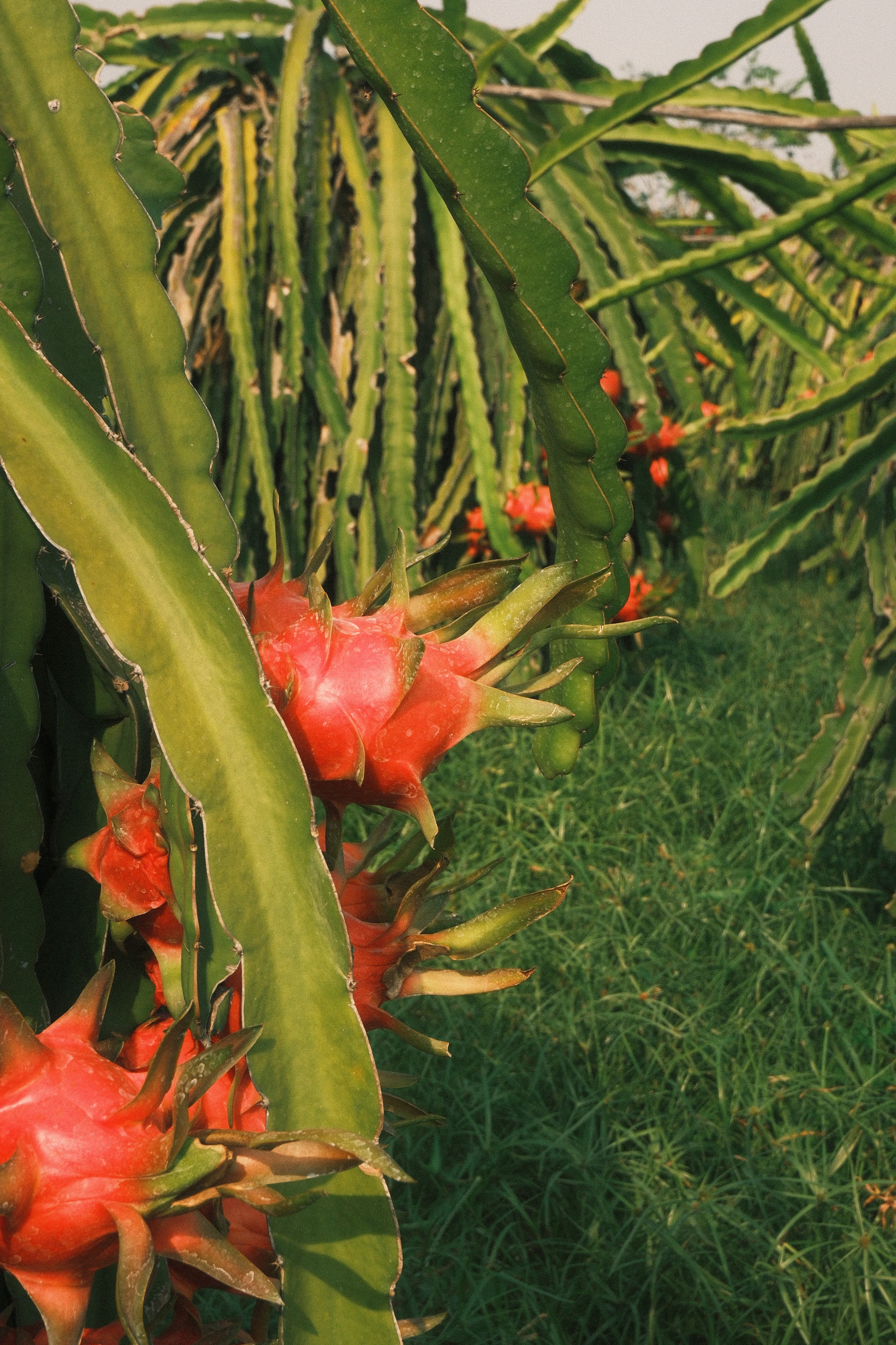 Dragon fruit growing on a cactus plant.