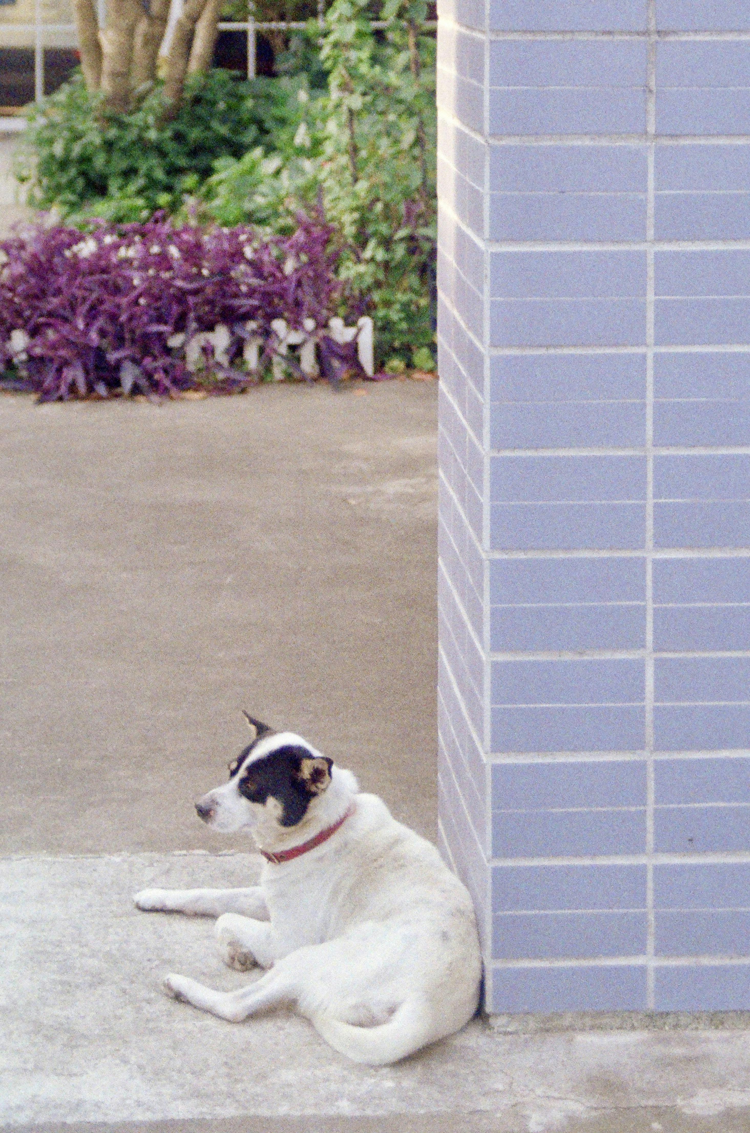 A dog rests near a tiled wall outdoors.