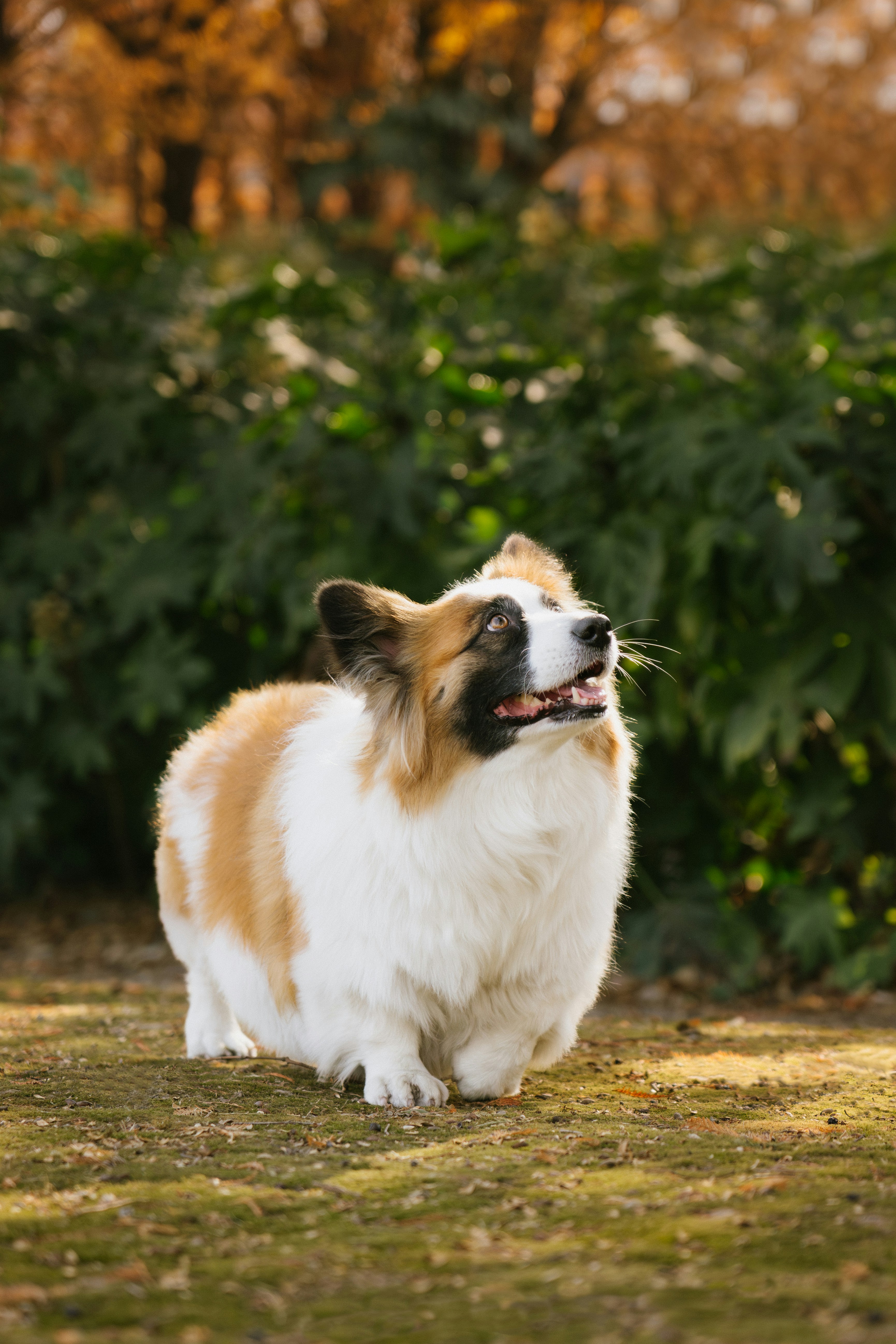 복슬복슬한 코기 강아지가 야외 잔디 위에 앉아 있습니다.