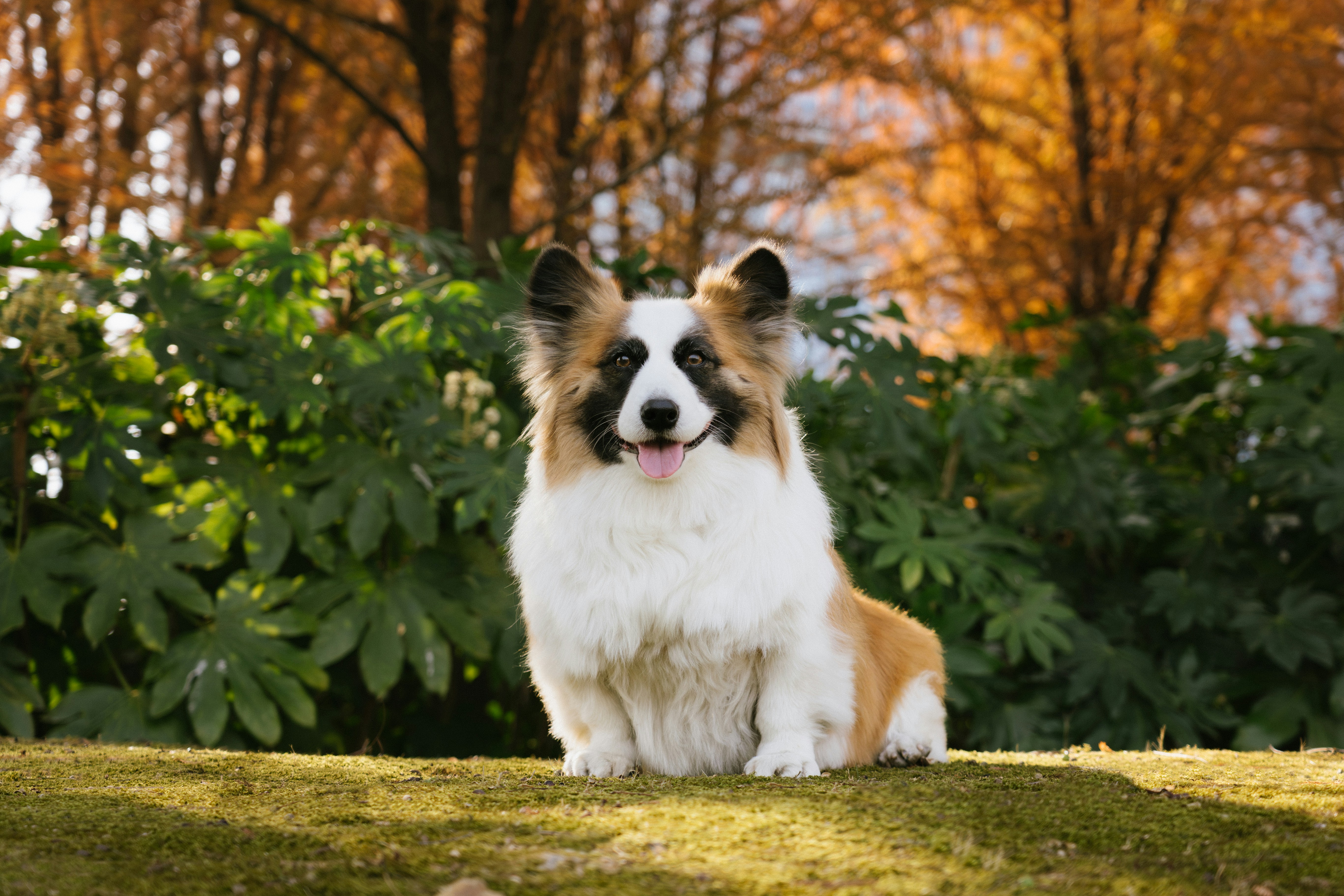 폭신복슬한 코기가 가을 단풍과 함께 야외에 앉아 있습니다.