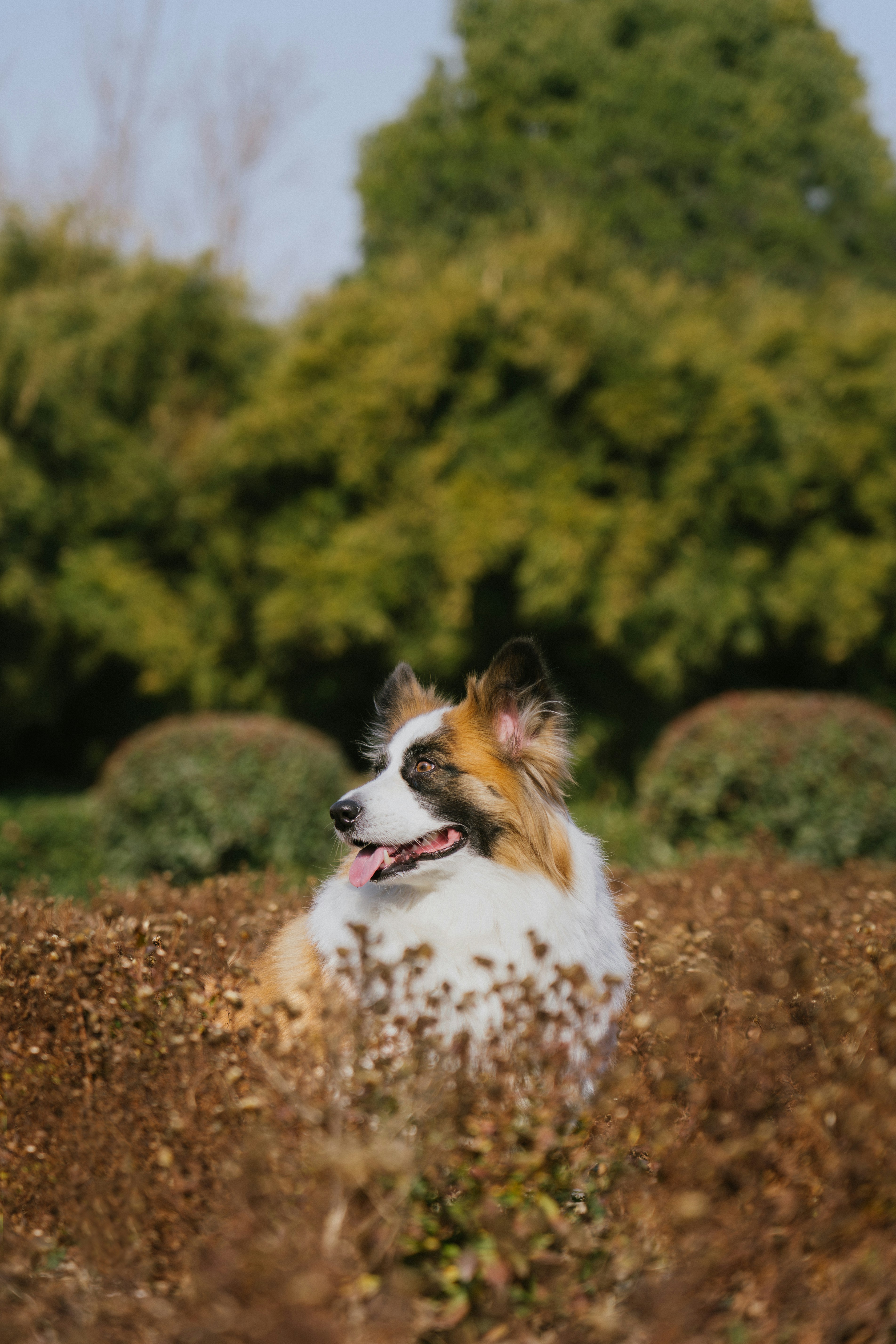 푹신한 강아지가 마른 식물들판에 앉아 있다.