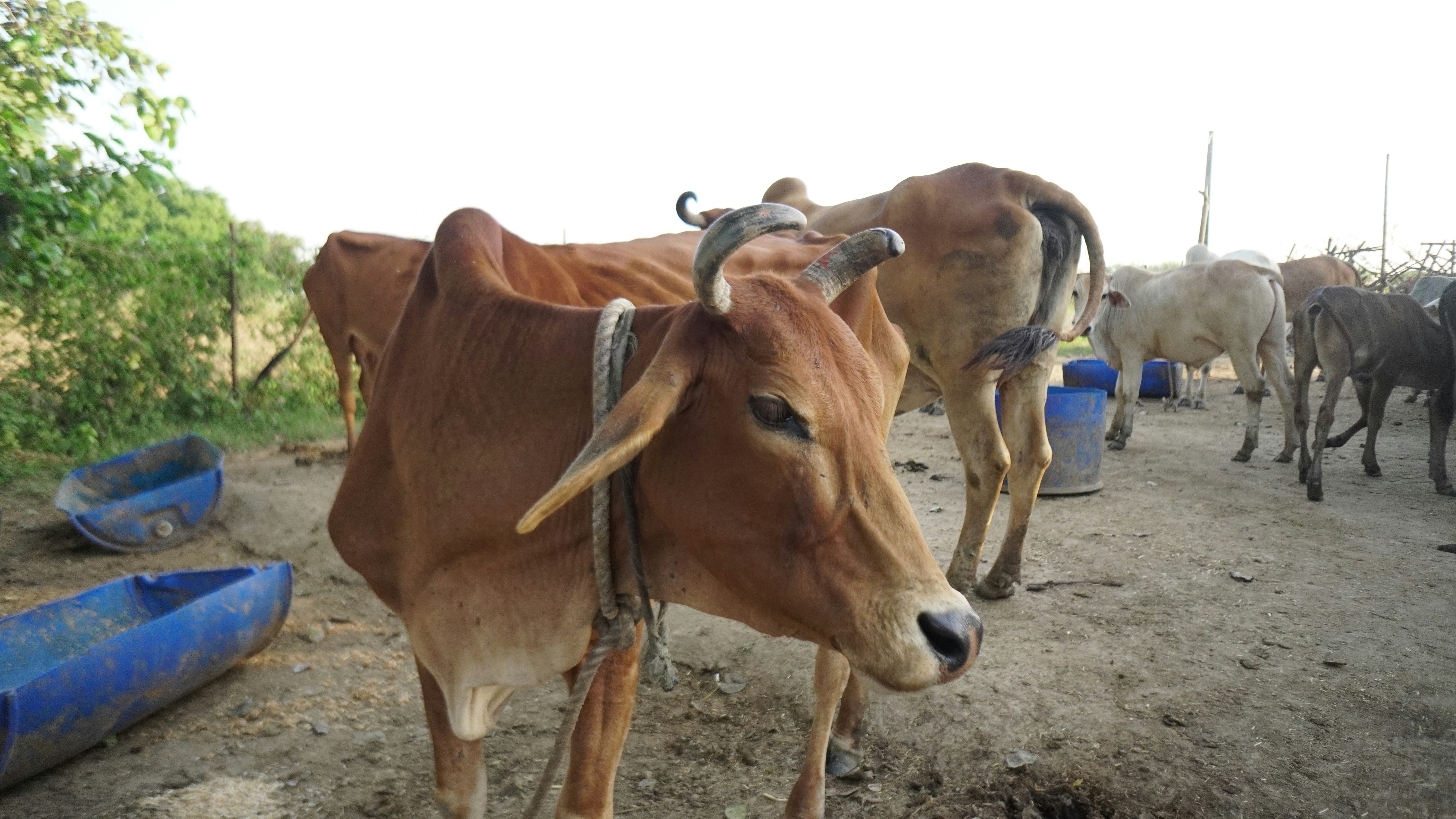 Brown cow with horns stands in a dusty enclosure.