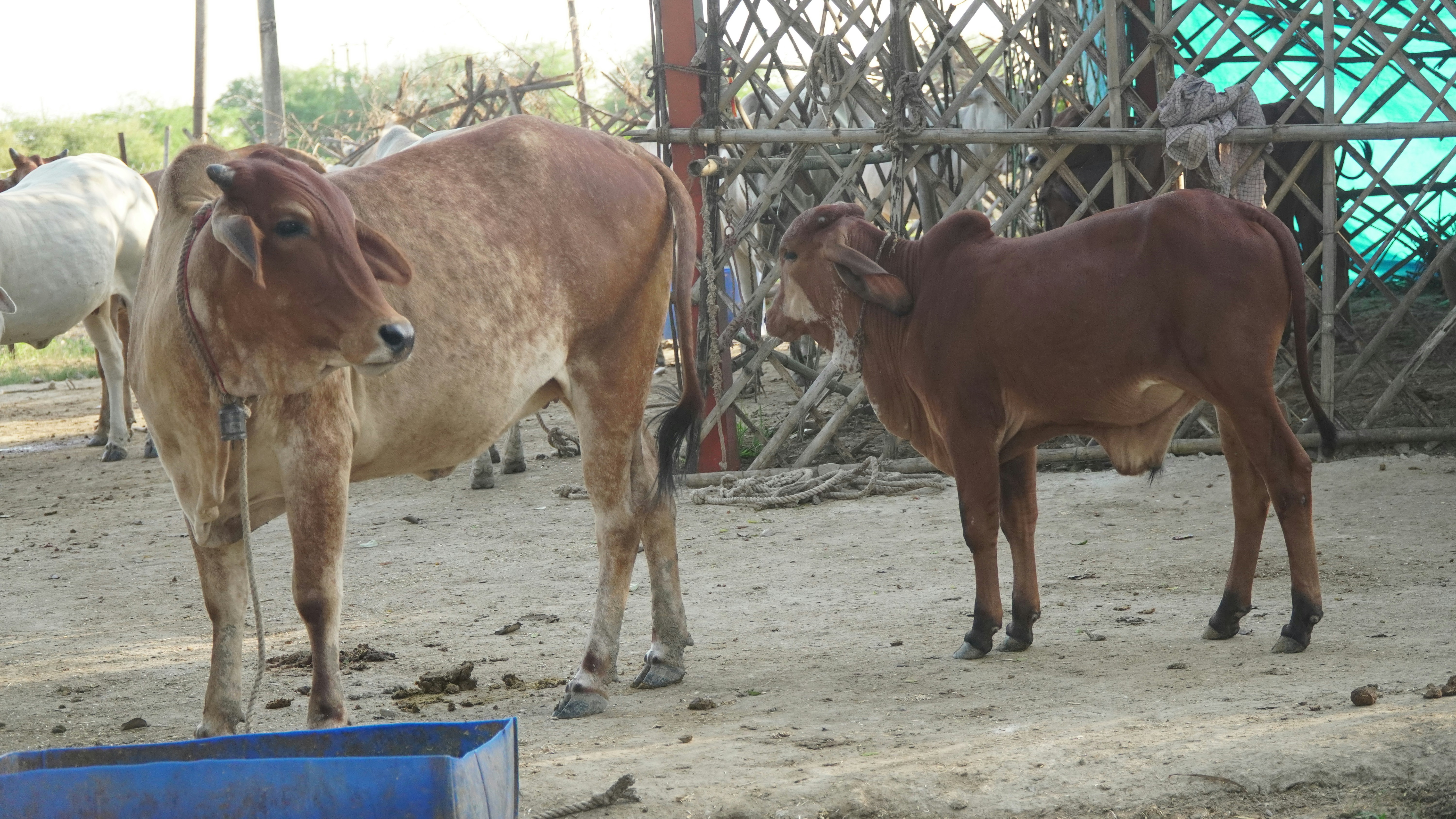 Two cows stand in a dusty enclosure.