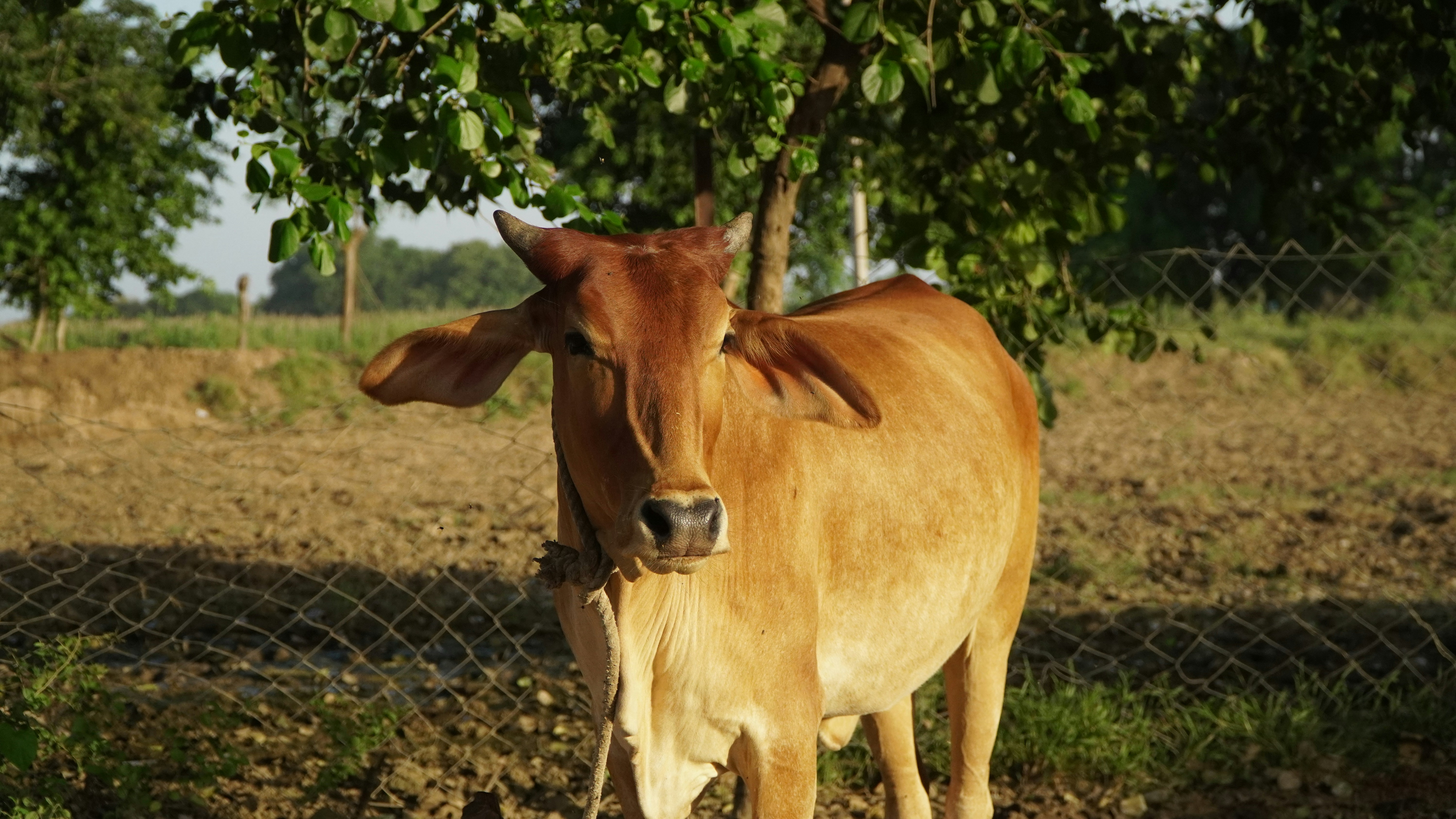 A brown cow stands in a field under a tree.