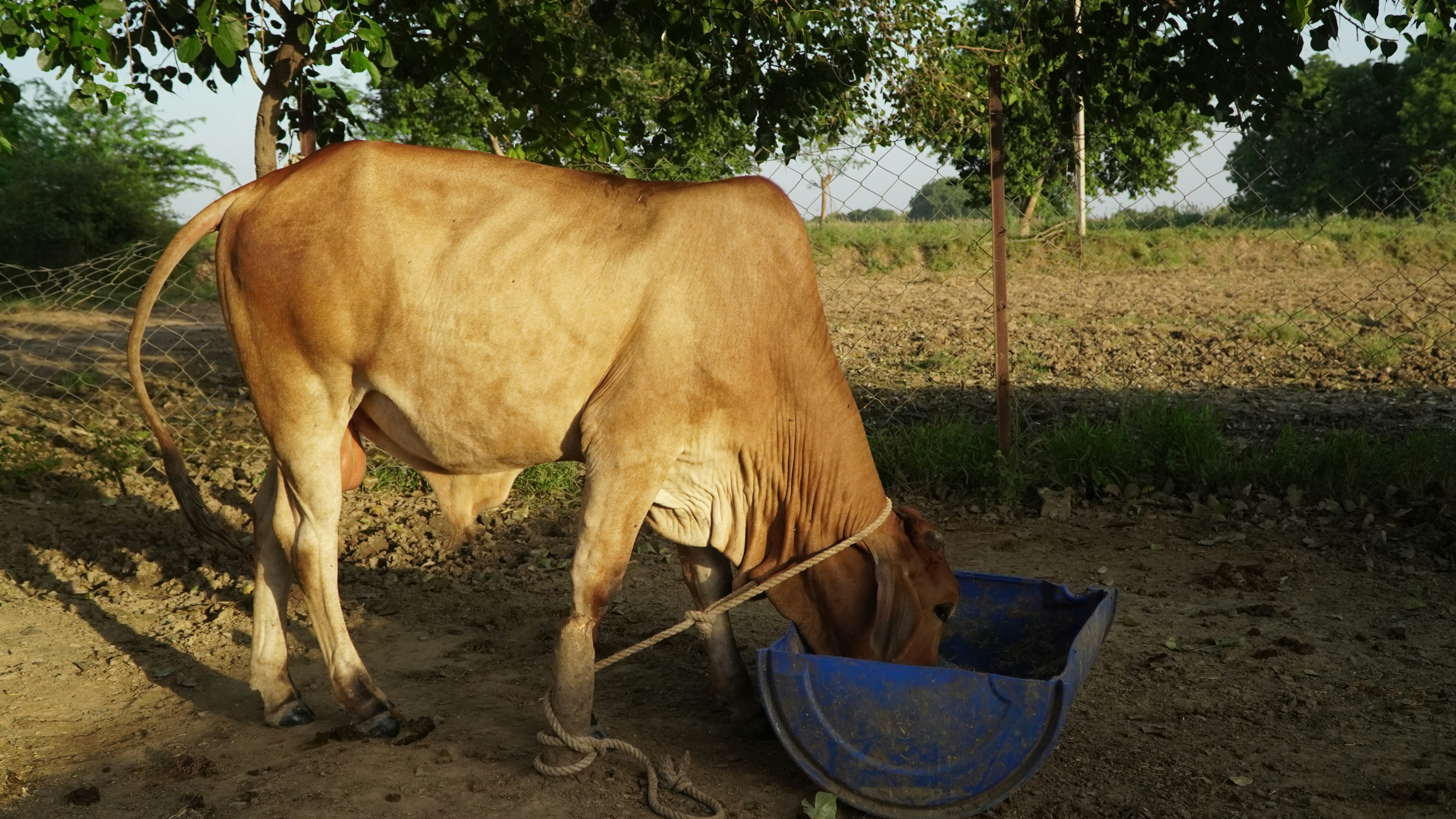 A thin brown cow drinks from a blue trough.