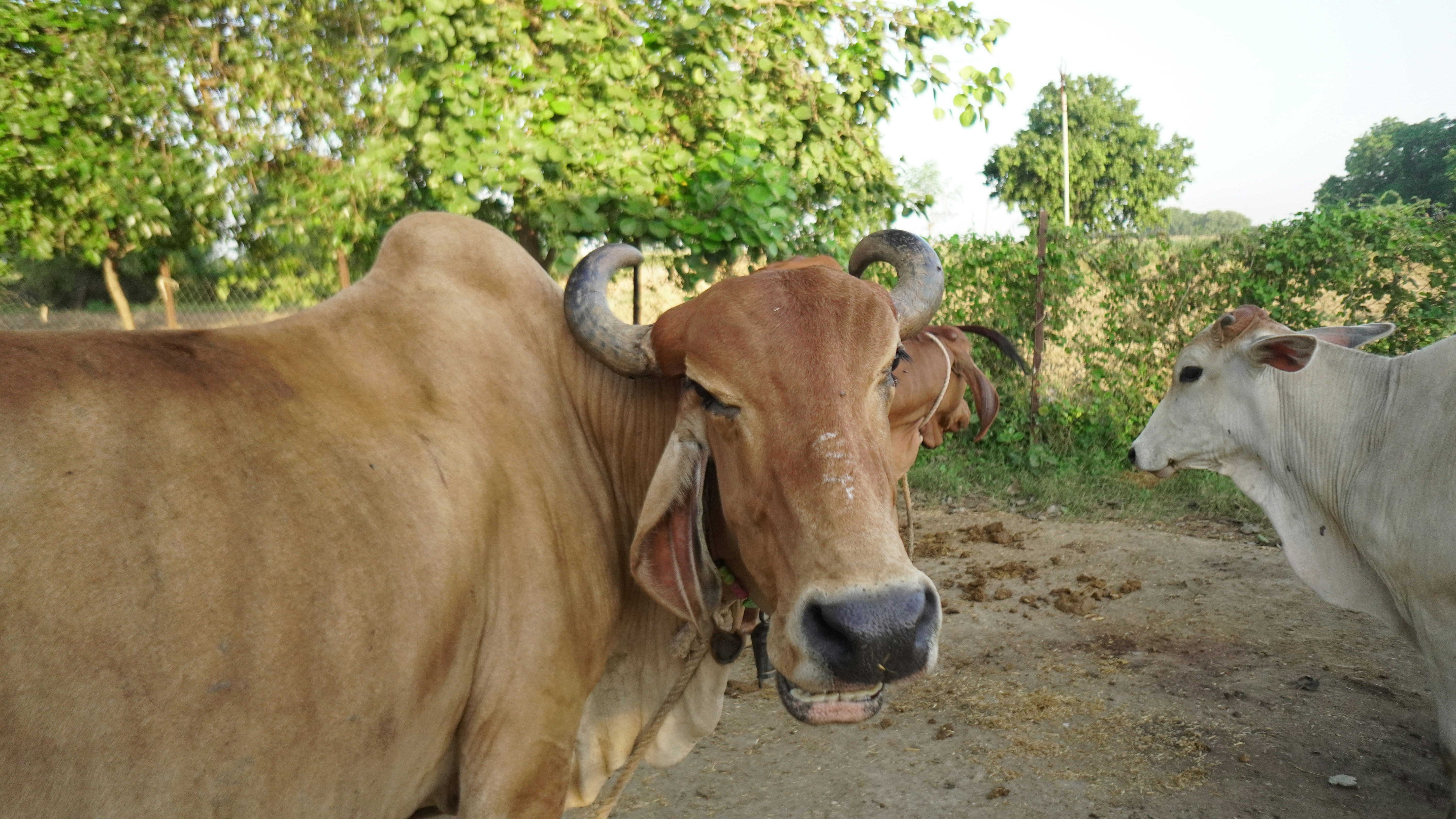 Two cows in a rural outdoor setting