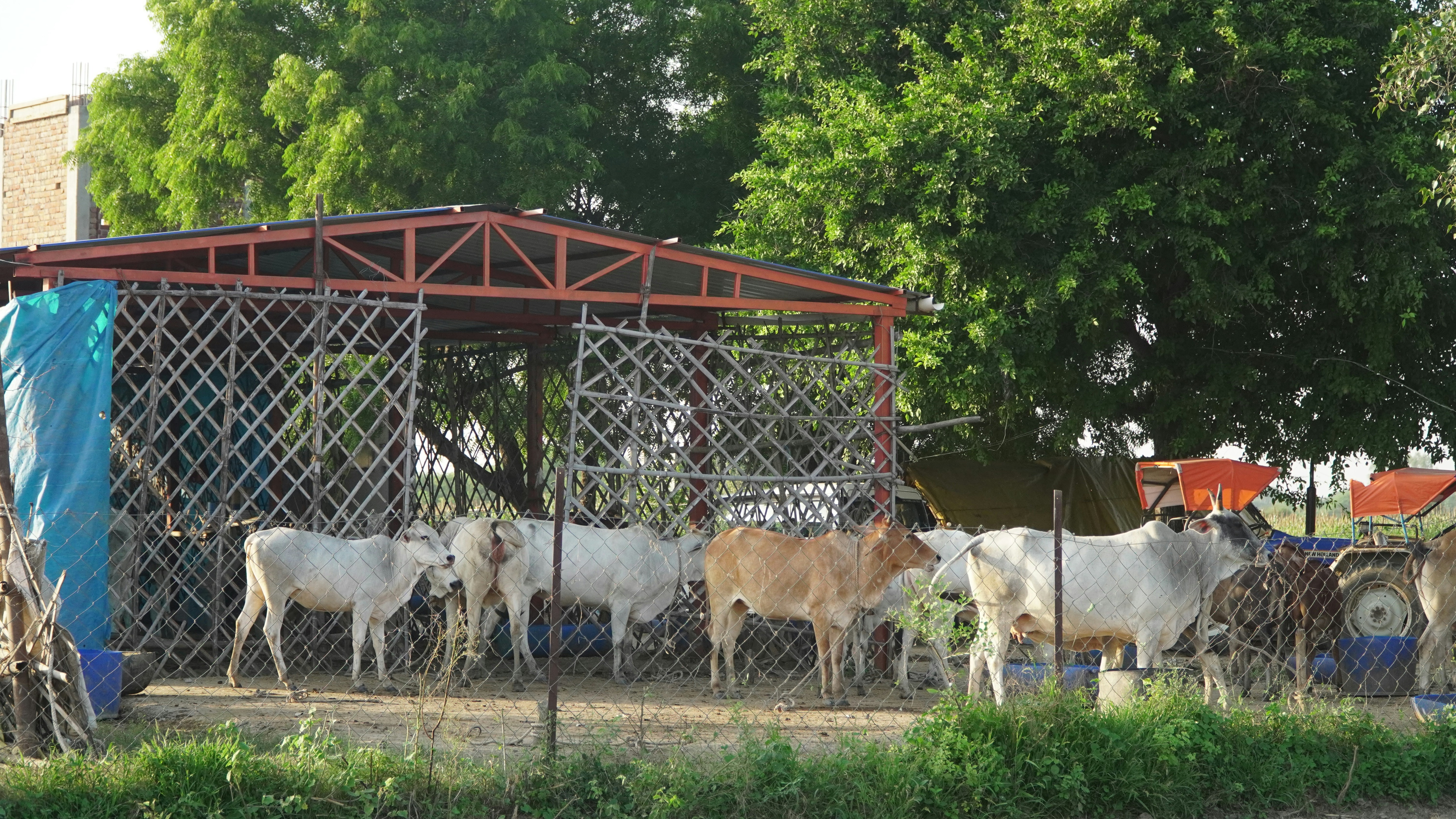 Cows stand near a rustic shelter on a sunny day.