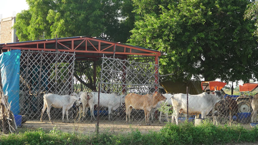 Cows receiving care