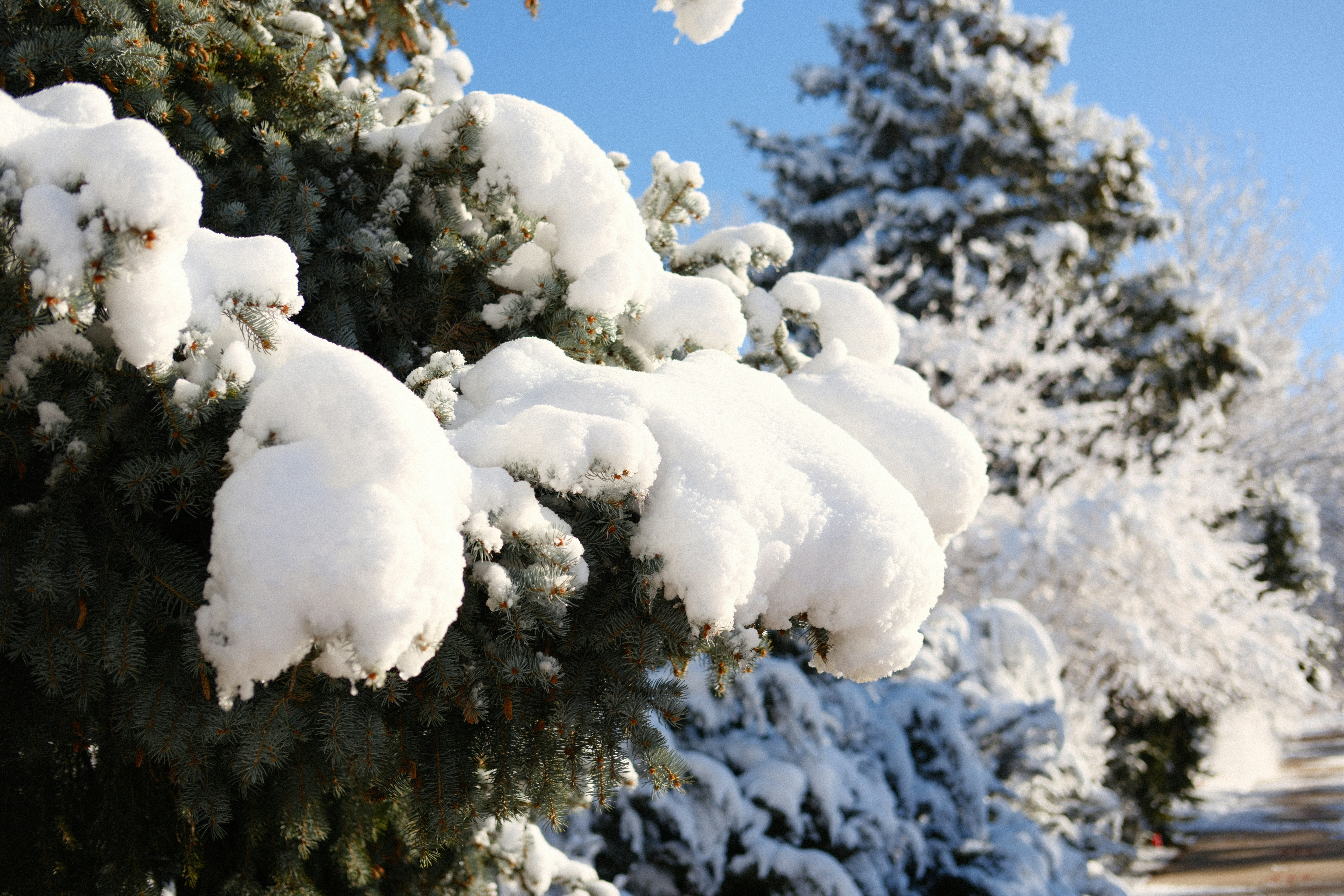 Photo by brockettmac