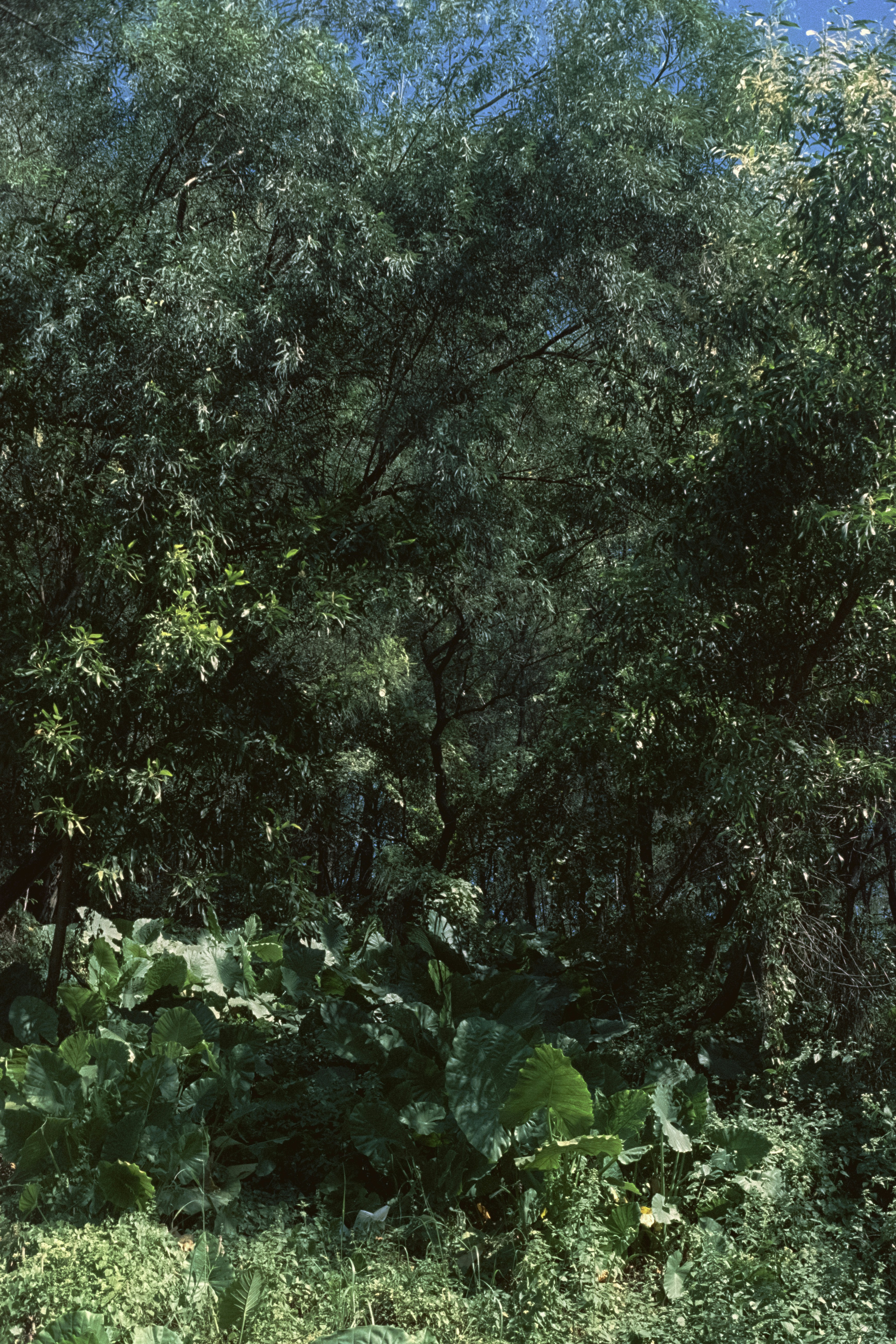 Photo by qingtang_li