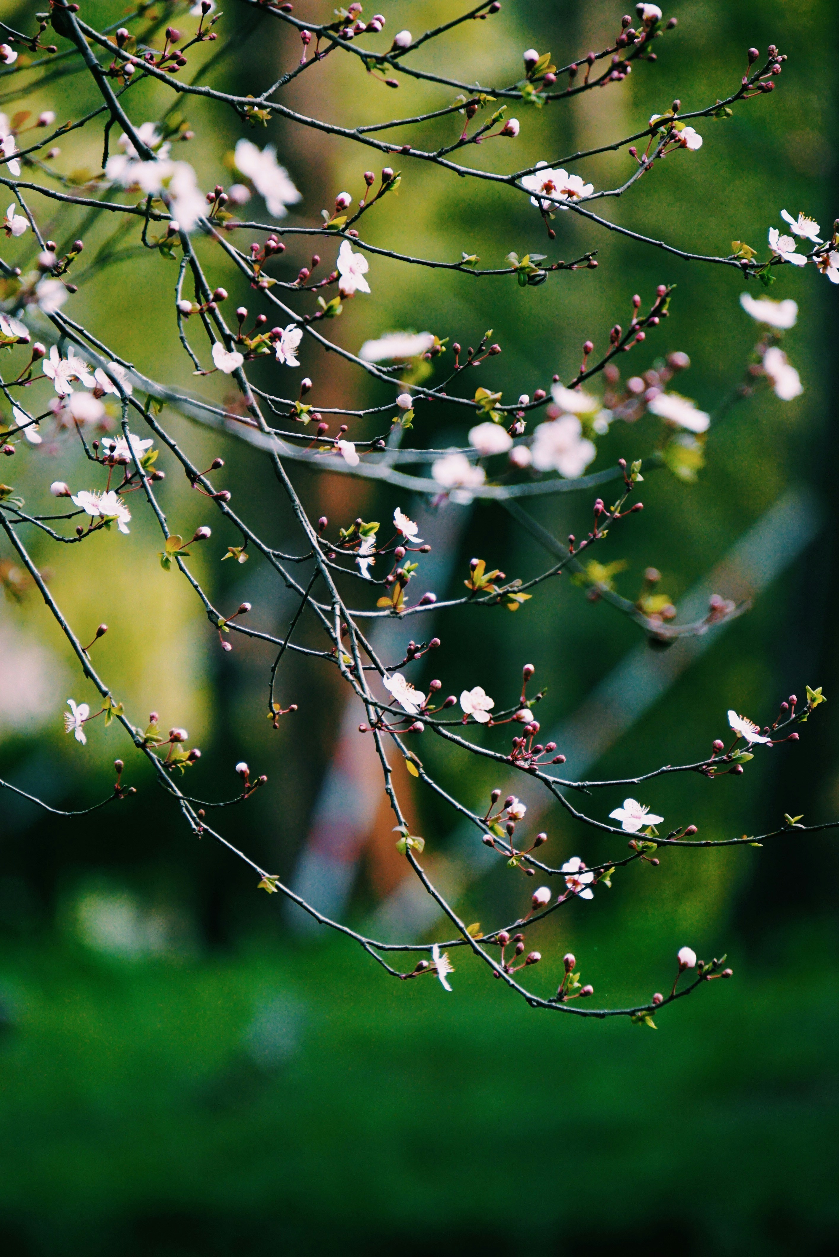 Photo by chuicf0025