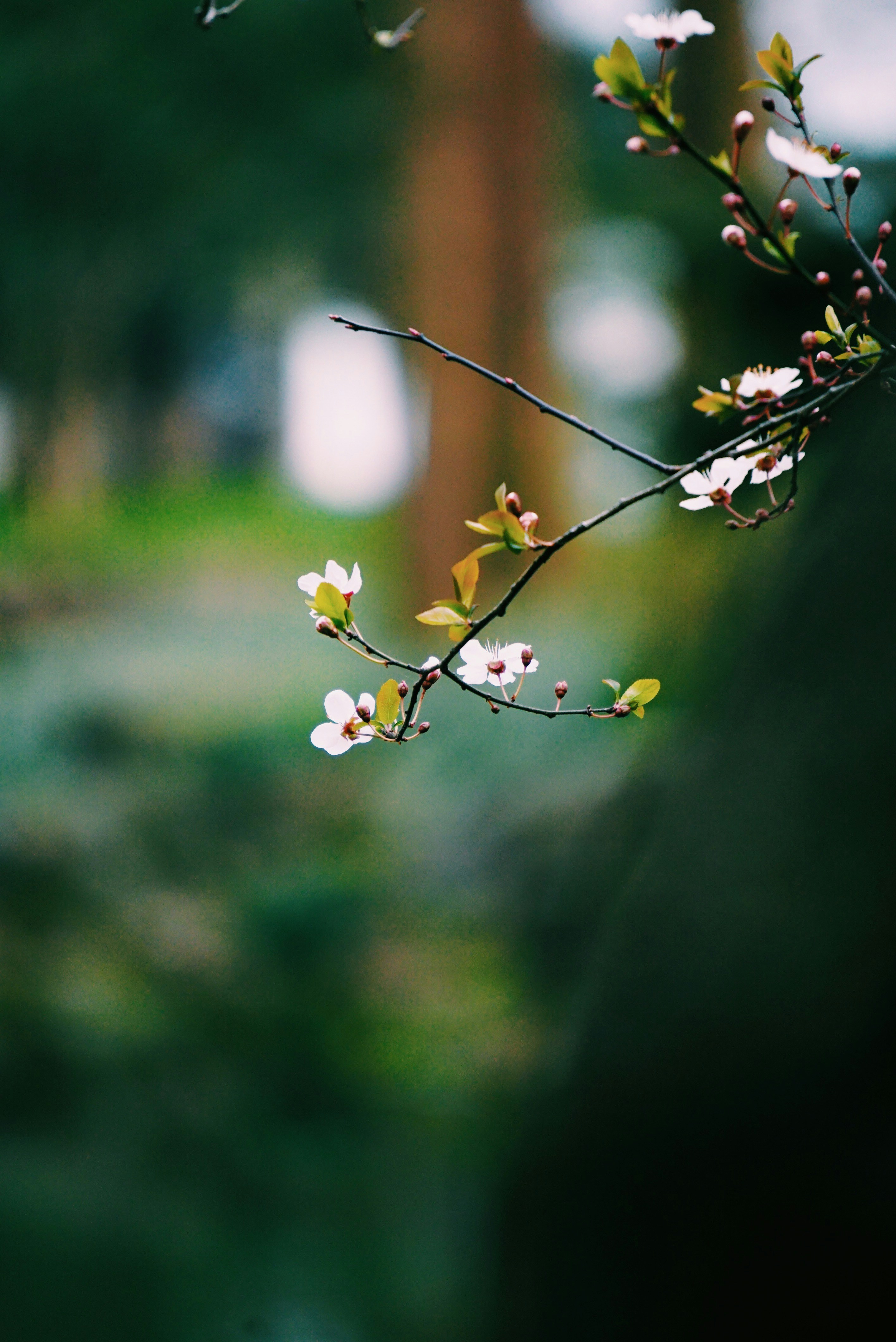 Delicadas flores blancas en una rama de árbol.