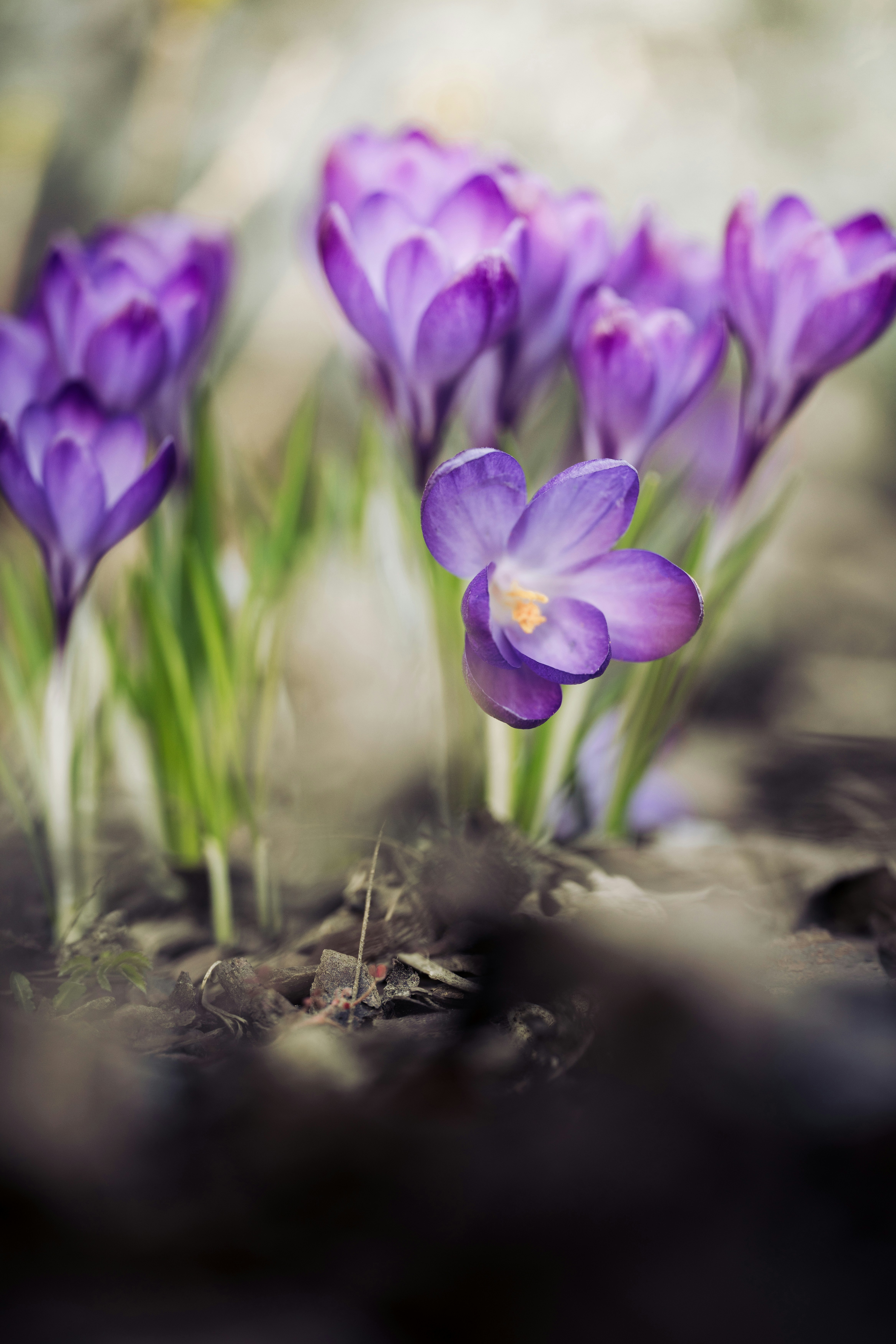 Purple crocuses blooming in the soft sunlight.