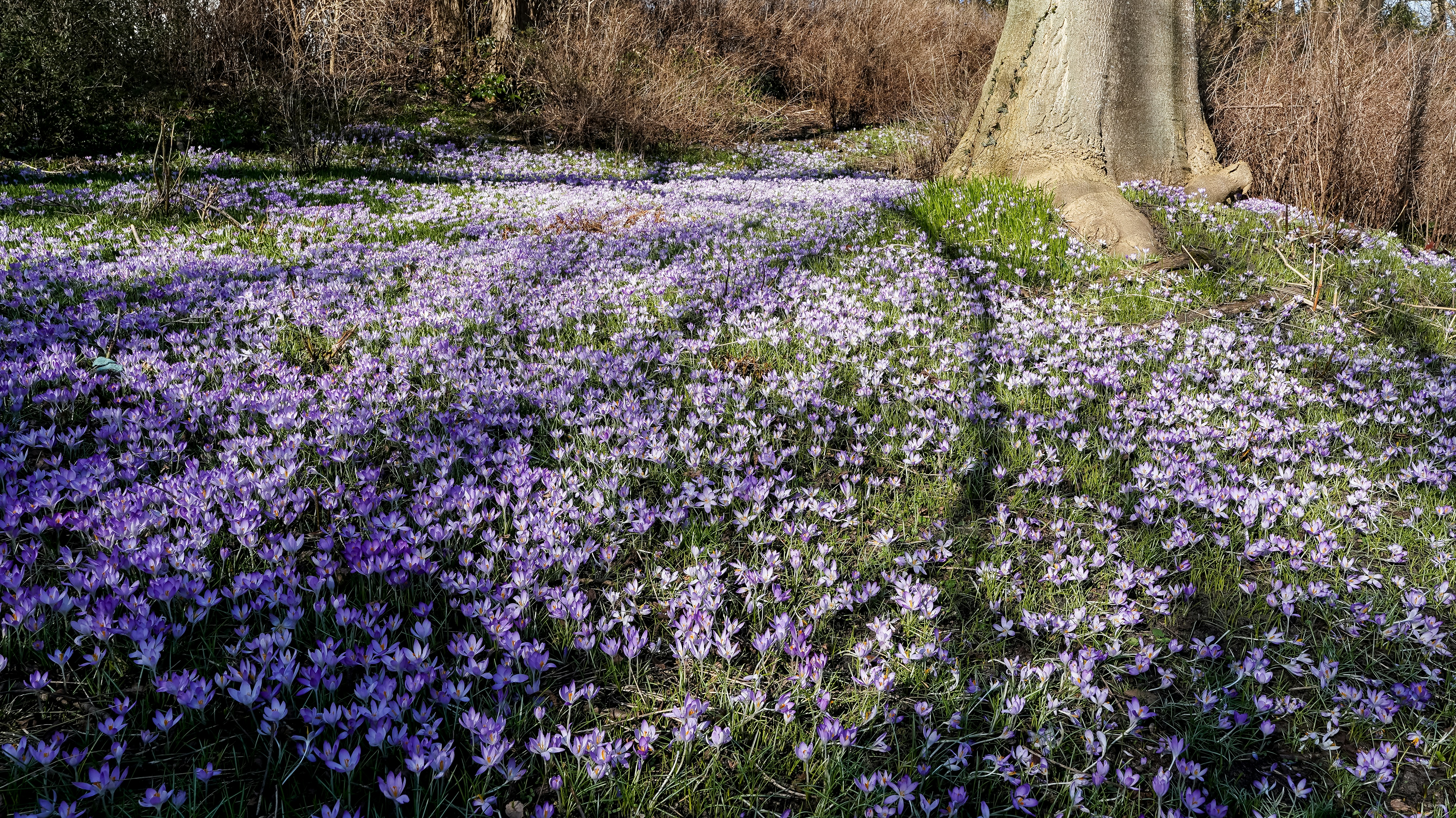 Ein Feld aus violetten Krokussen, die in der Sonne blühen